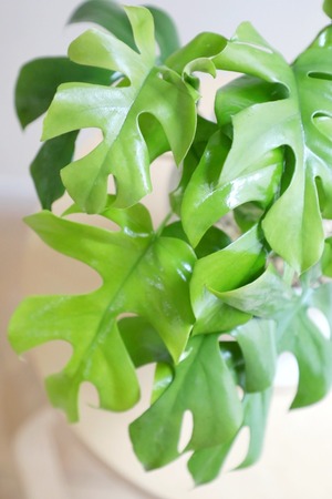 【S】ヒメモンステラ/Monstera