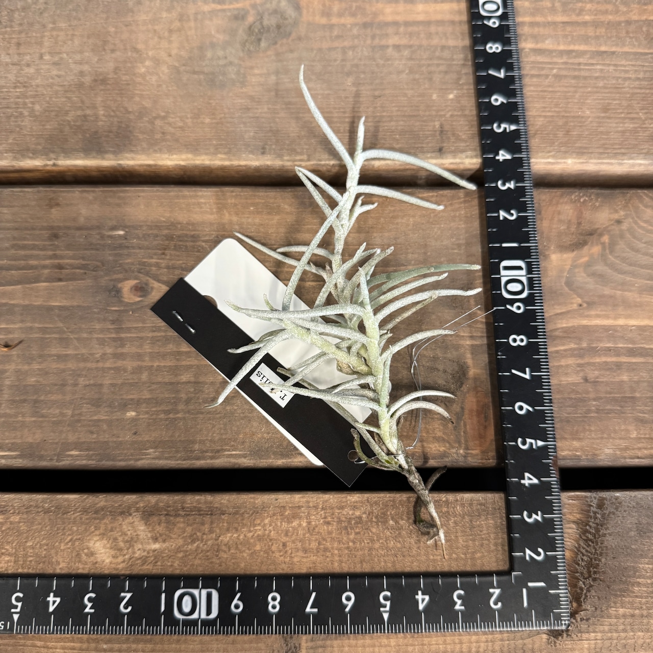 チランジア モリス【139】