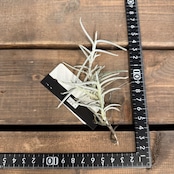 チランジア モリス【139】