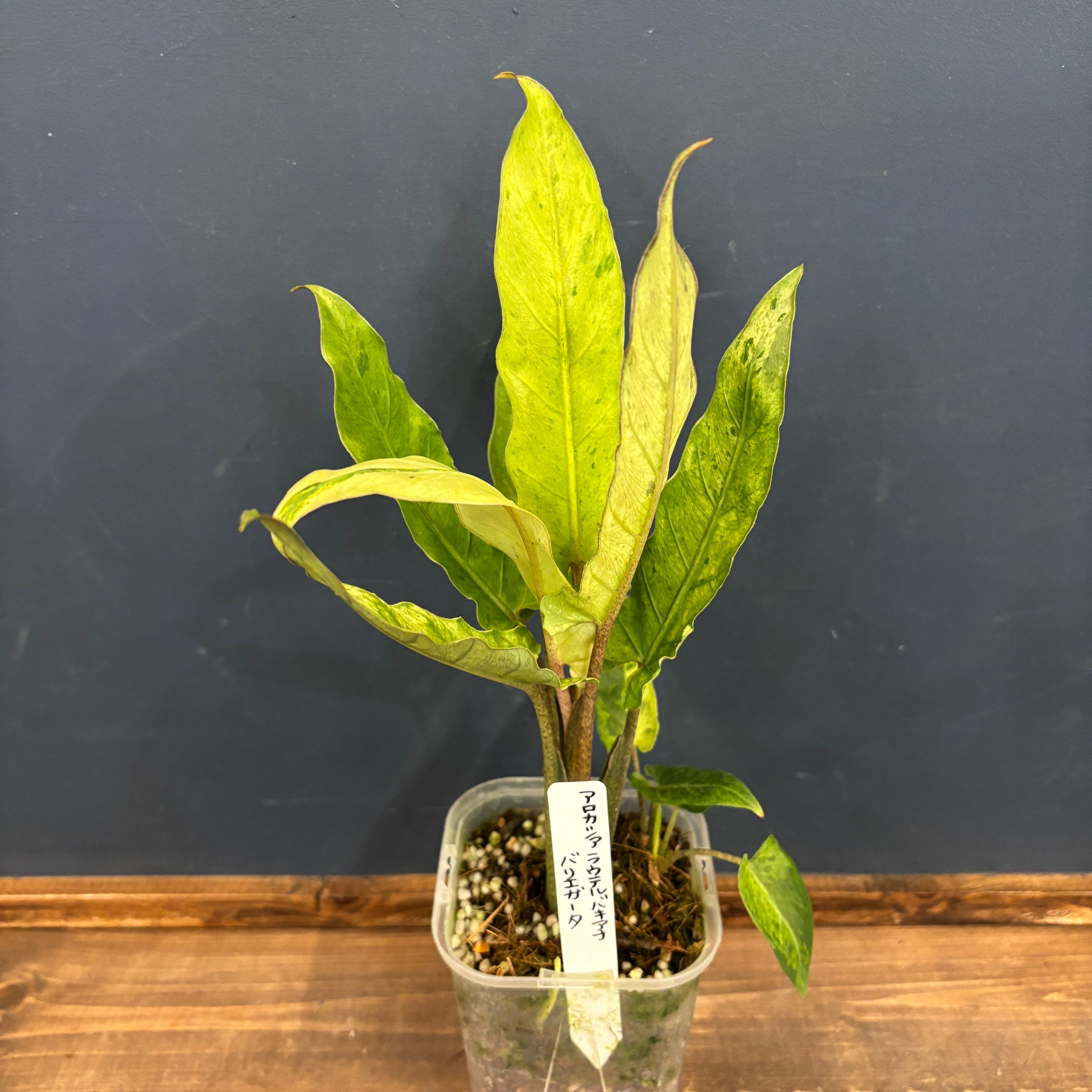 アロカシア ラウテルバキアナ バリエガータ(斑入り)【891