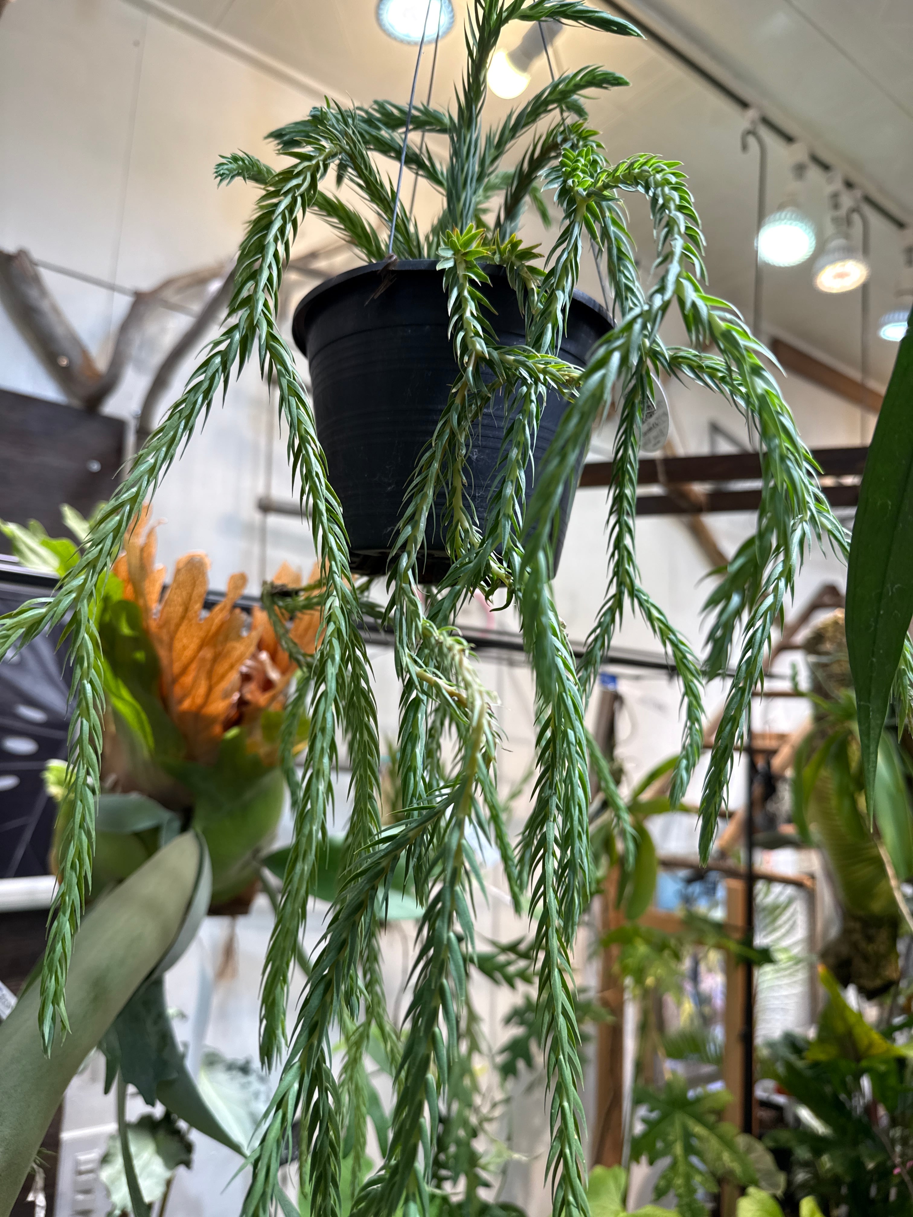 希少】 アンスリウム ペダトラディアツム | Gardenえん 【観葉熱帯植物