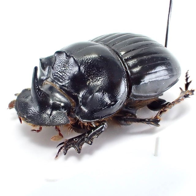 フランス産 Copris lunaris ♂♀ 20mm/21mm