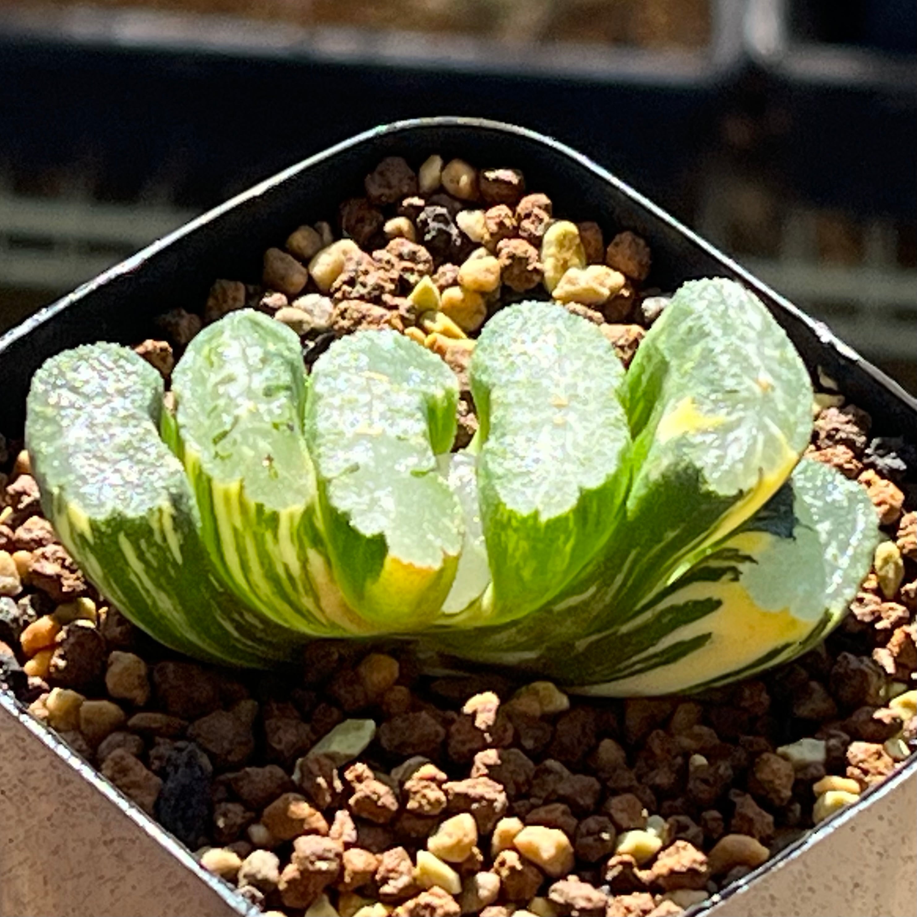 ハオルチア 花胡蝶 オブツーサ錦 | mocono_plants
