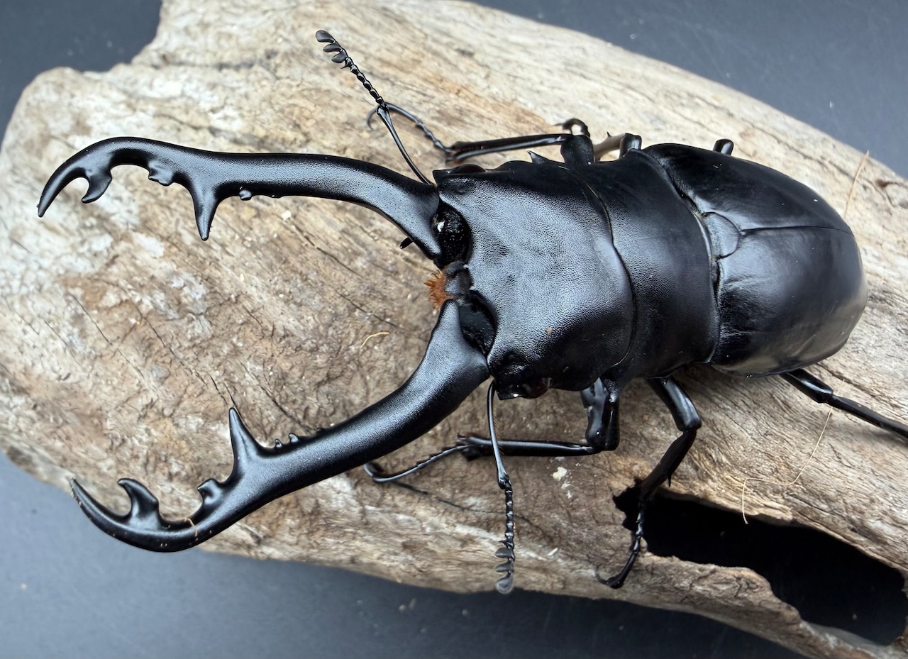 【WD】《 ギラファノコギリ亜種ボロブドゥール 96.5mm ペア》②