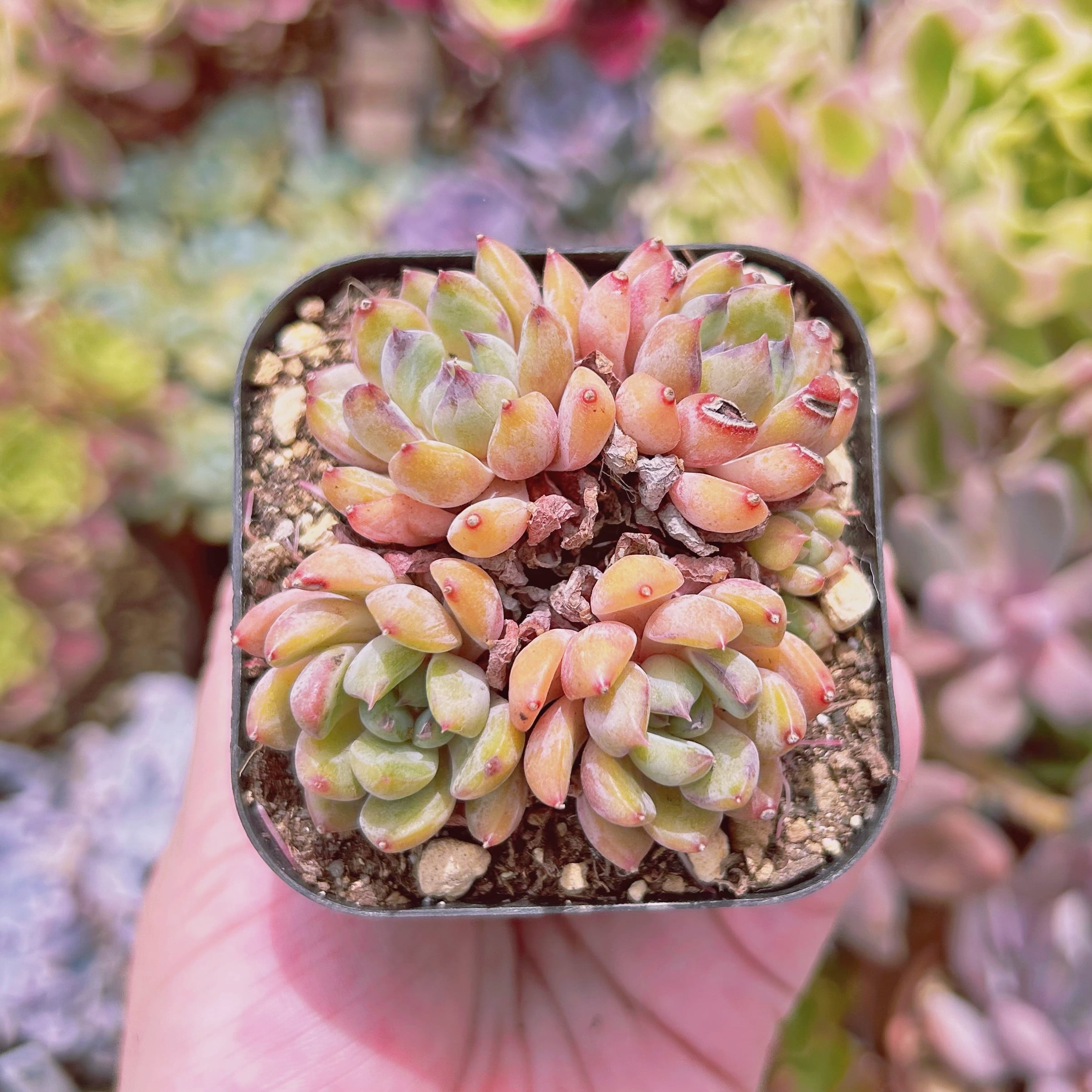 現物　多肉植物　ブラックマンバ　抜き苗