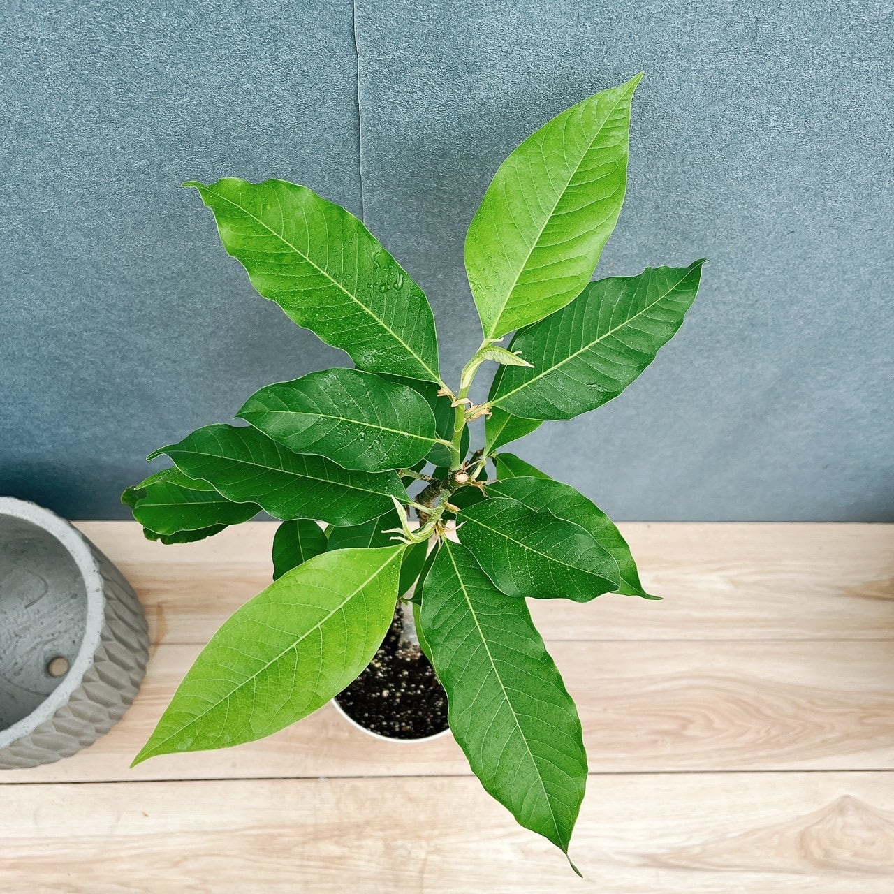 現品］3番 キンコウボク 7号 観葉植物 屋外 珍しい 金厚朴 香水 花