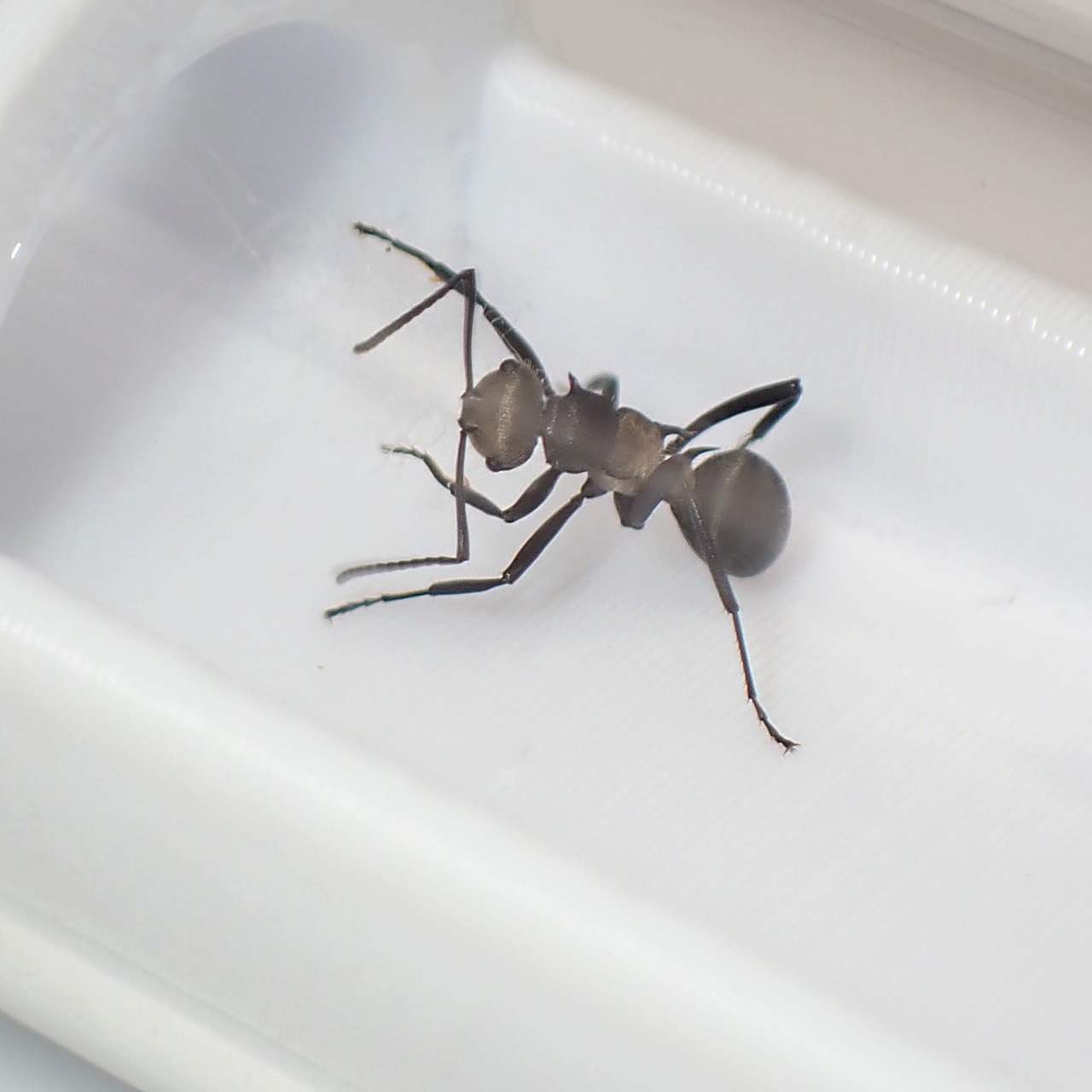 デーメリトゲアリ｜女王｜Polyrhachis daemeli