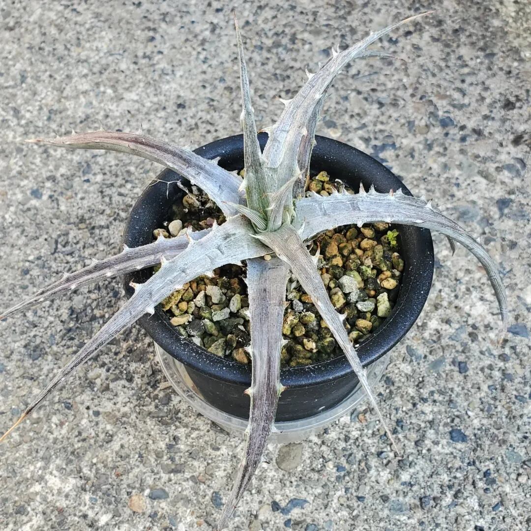 F00209_Dyckia pulquinensis:ディッキア・プルキネンシス(子株 F00209_Dyckia pulquinensis:ディッキア・プルキネンシス(子株