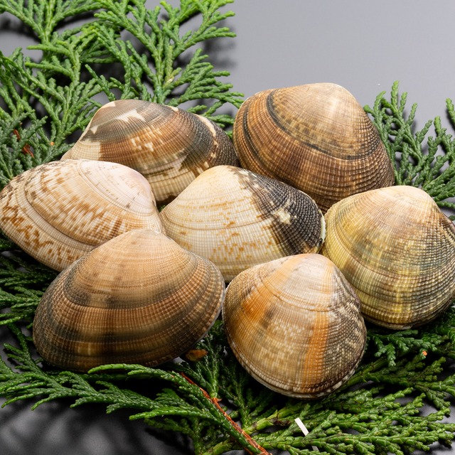 2026年2月6日（金）発送【さりひめ】完全国産 活あさり5kg