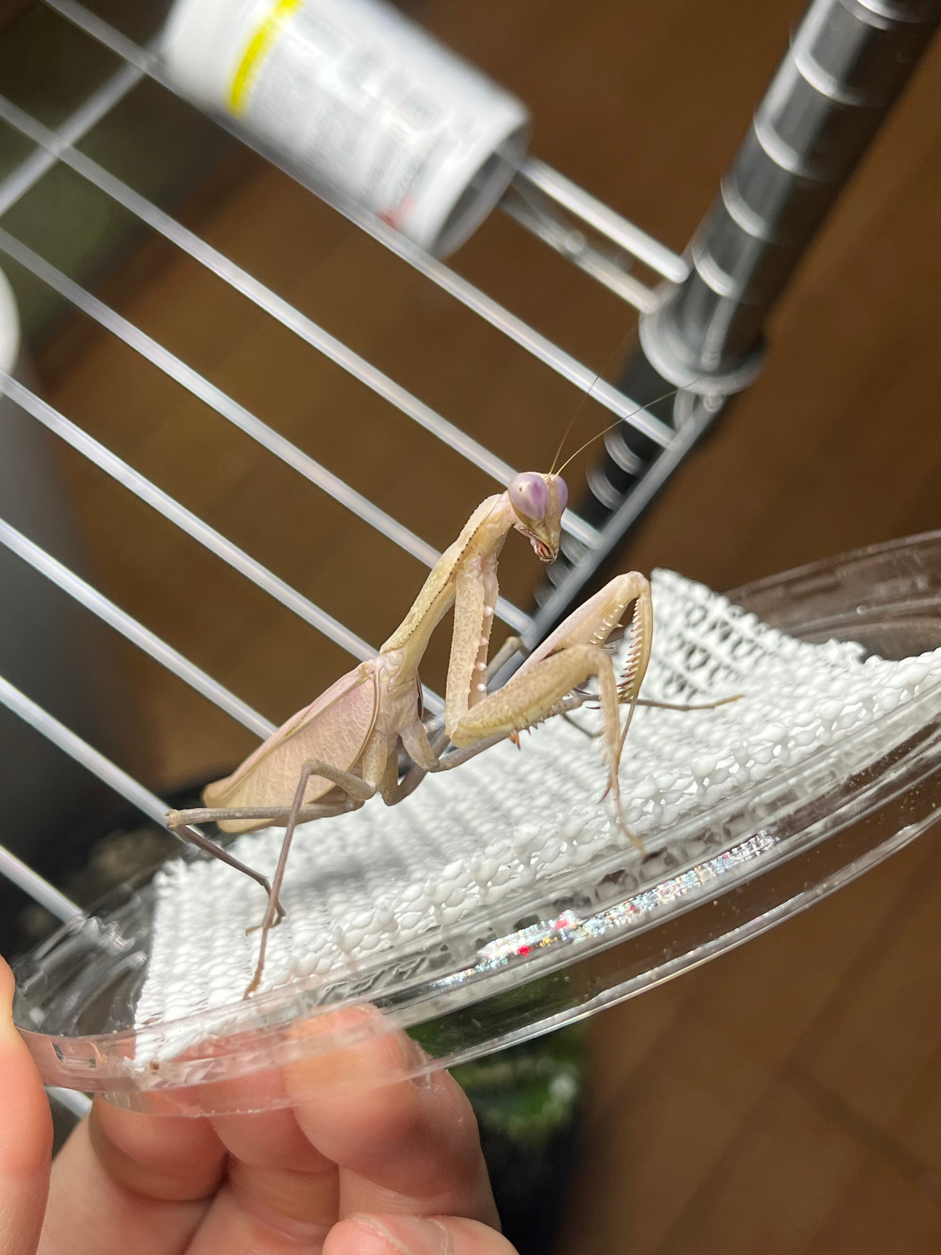 極美藤紫】コンゴグリーンマンティス生体成体♀ カマキリ いきもの大