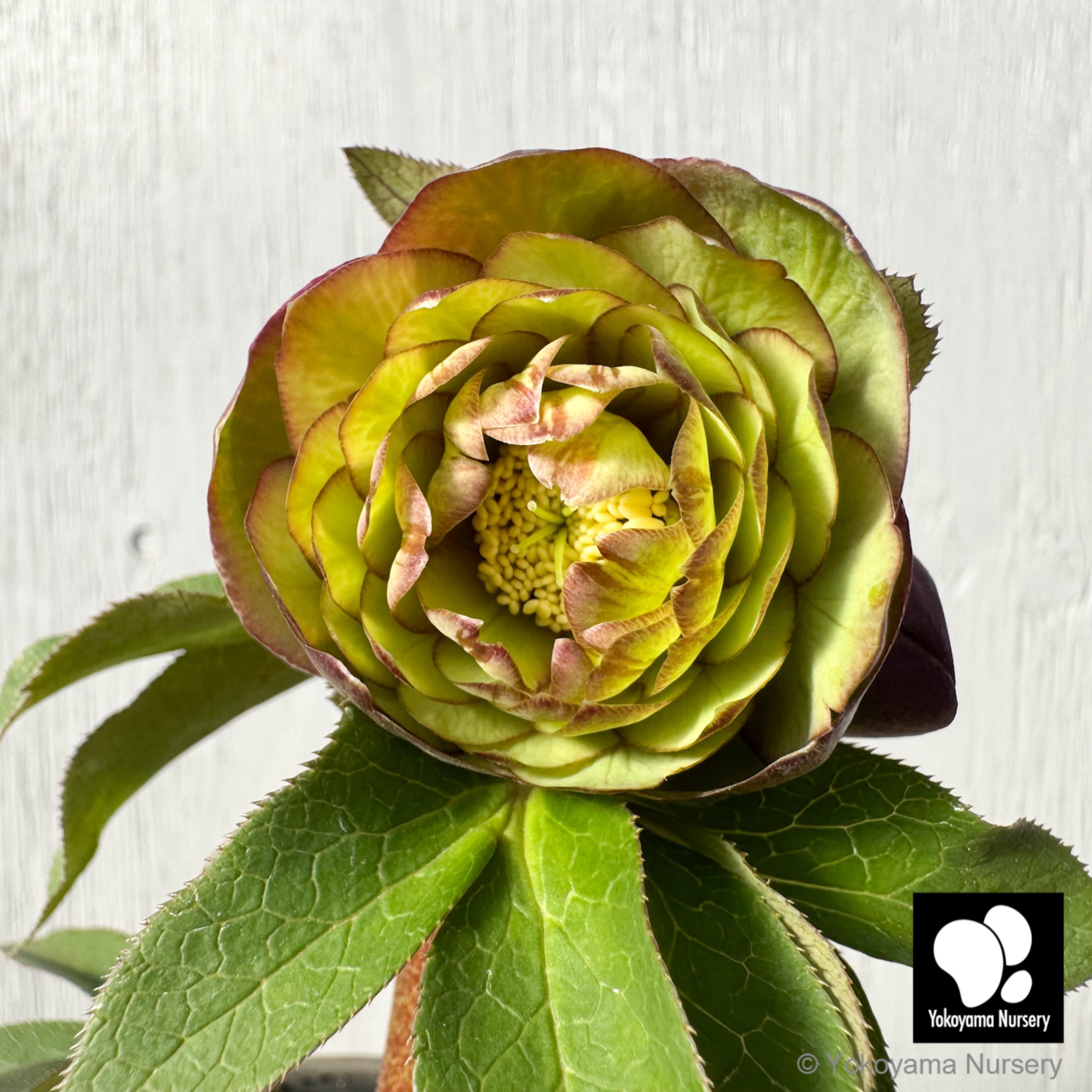 横山園芸　グリーンベインフラッシュ　開花株　現品　匿名発送 抽選販売】［7］ クリスマスローズ プリマドレス グリーンパープルバイ