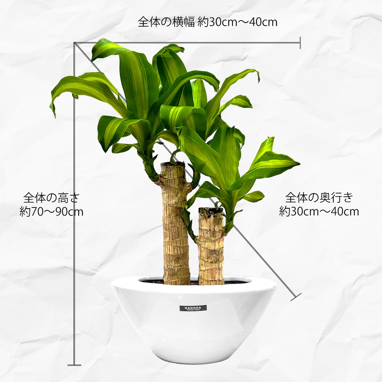 ドラセナマッサン 平陶器 育てやすい大型サイズ 7号 高さ70cm 受け皿付き