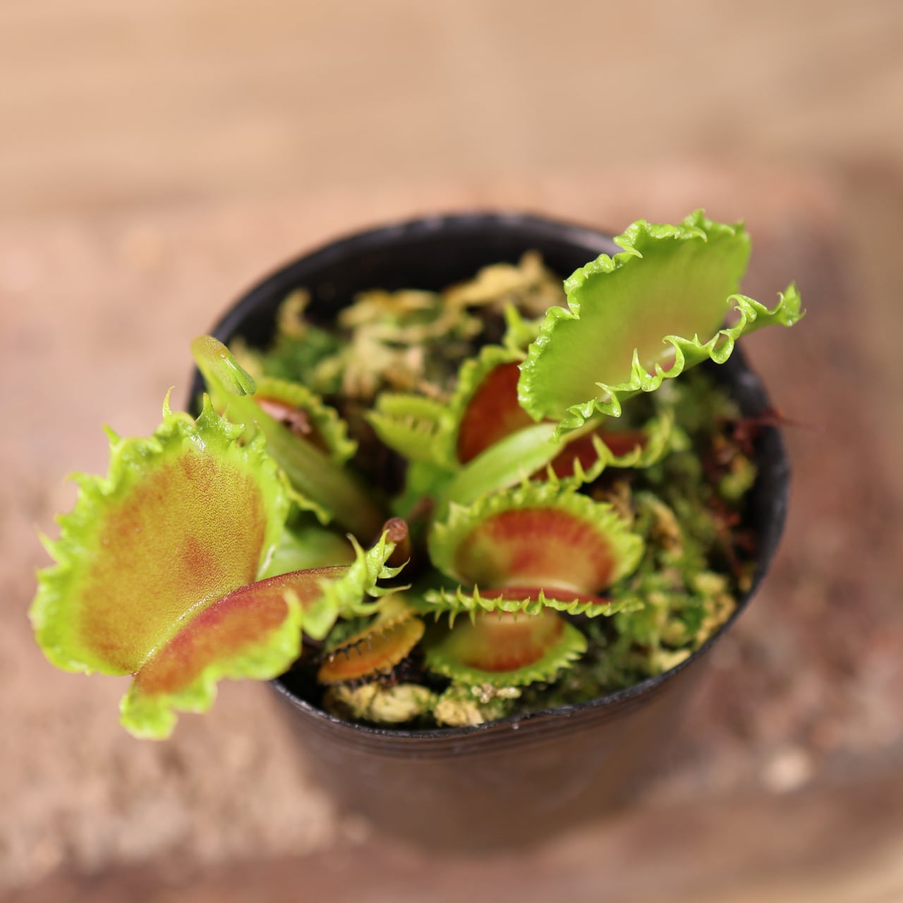 681『ハエトリソウ Dionaea muscipula 'dumpling 』 観葉植物【送料