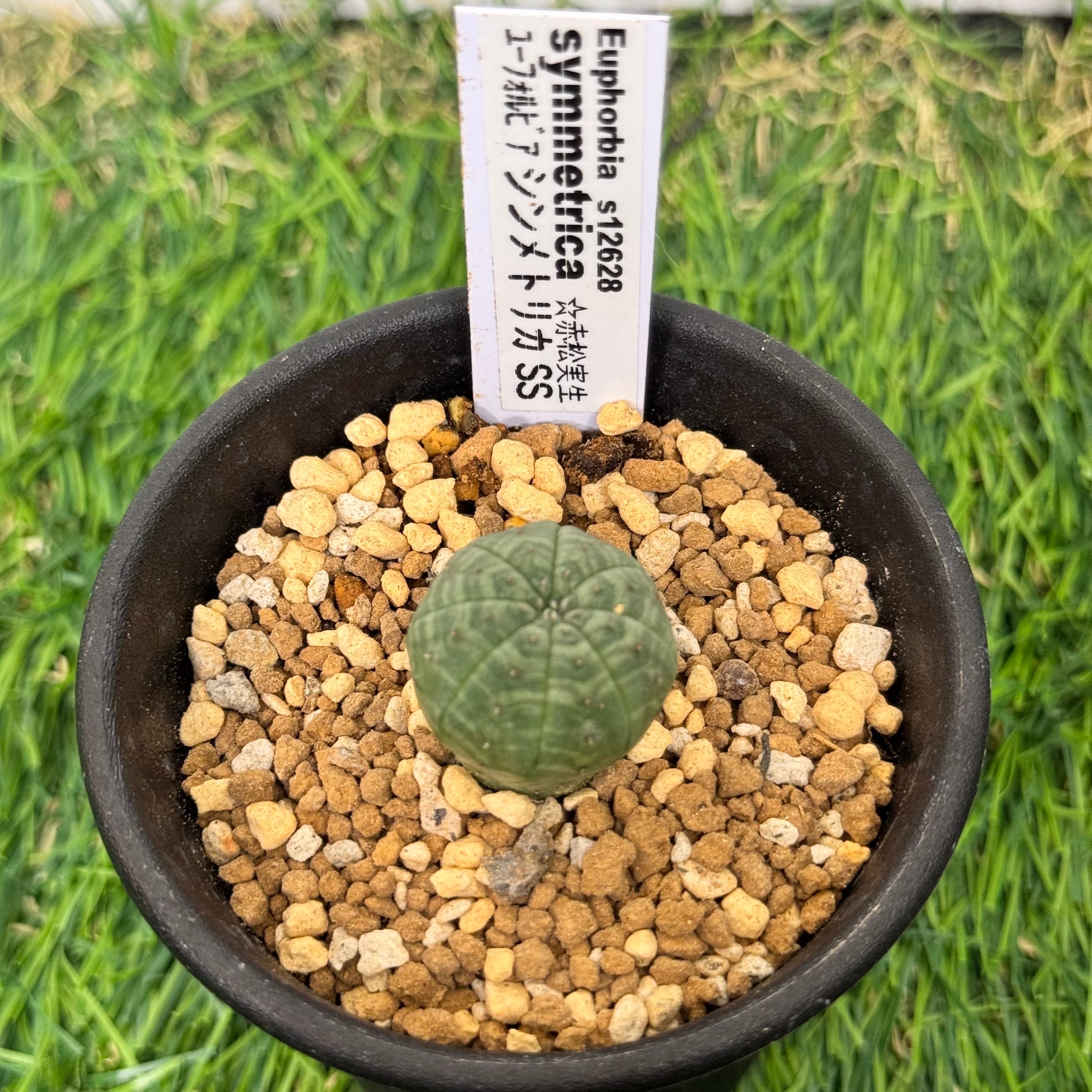 約4cm バキボコ割れ 亀甲竜 ディオスコレア 塊根植物 31105 | PAY ID