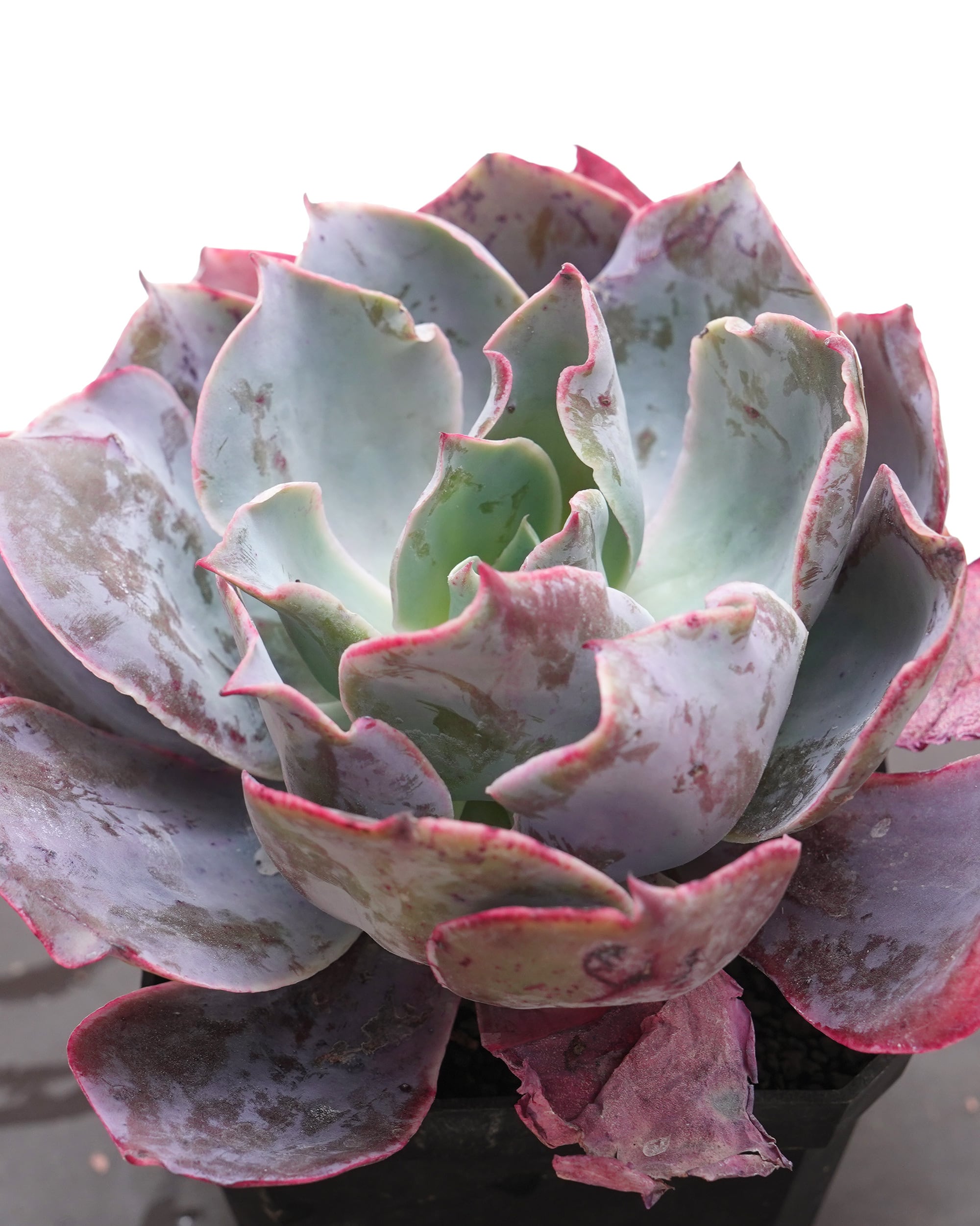 NEW RELEASE | PUKUBOOK SUCCULENTS