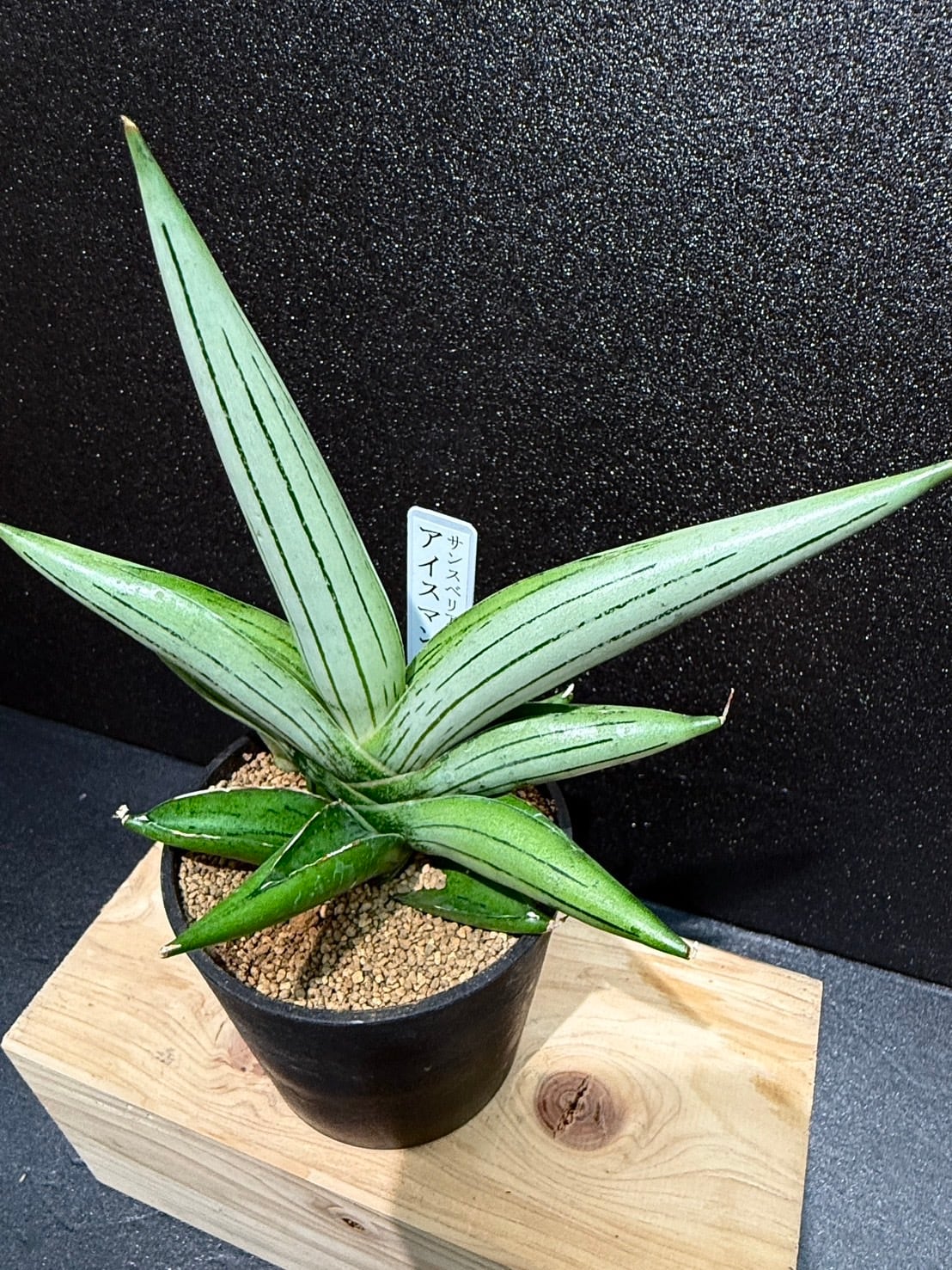 サンスベリア ベラ プラチナム ホワイト サンスベリア ベラ プラチナム ホワイト Sansevieria blue clone white