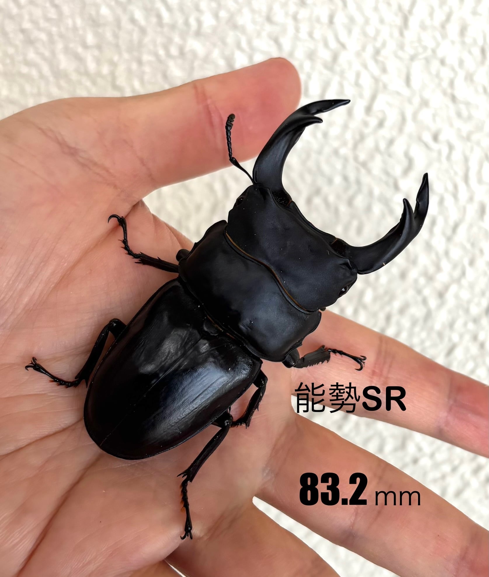 シルクスクリーン リトグラフ 版画 ハルオ宮内