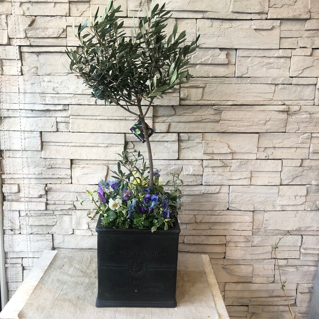 オリーブと冬の小花を使ったギャザリング寄せ植え 橋本種苗園