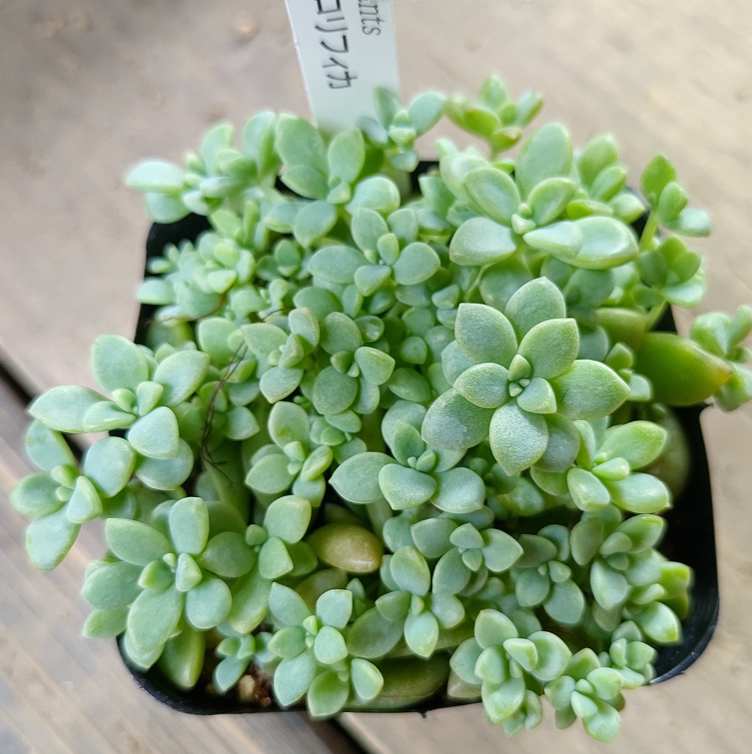 姫秋麗xプロリフィカ | RuPo 多肉植物専門店