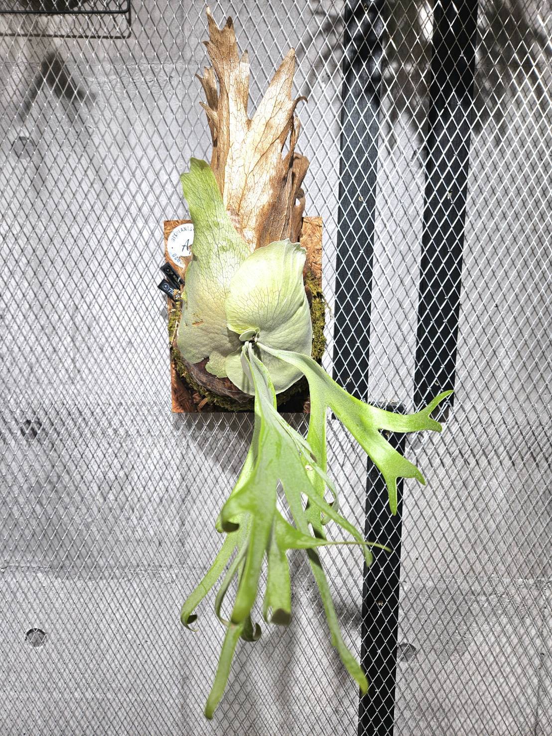 ビカクシダ　ウィリンキー　ドワーフキャラメルマン ビカクシダ ウィリンキー ドワーフキャラメルマン P. willinckii