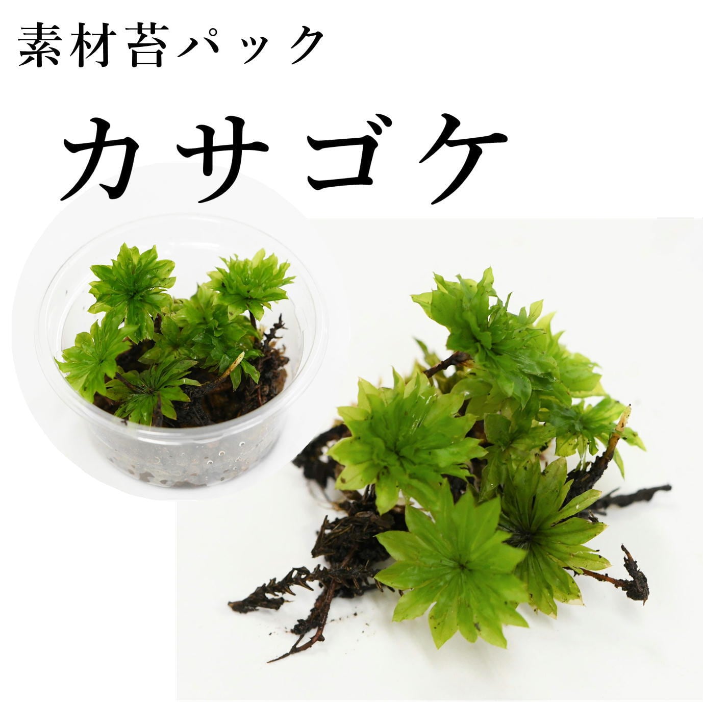 カサゴケ4芽入り 苔テラリウム作製用素材苔 | 苔テラリウム専門