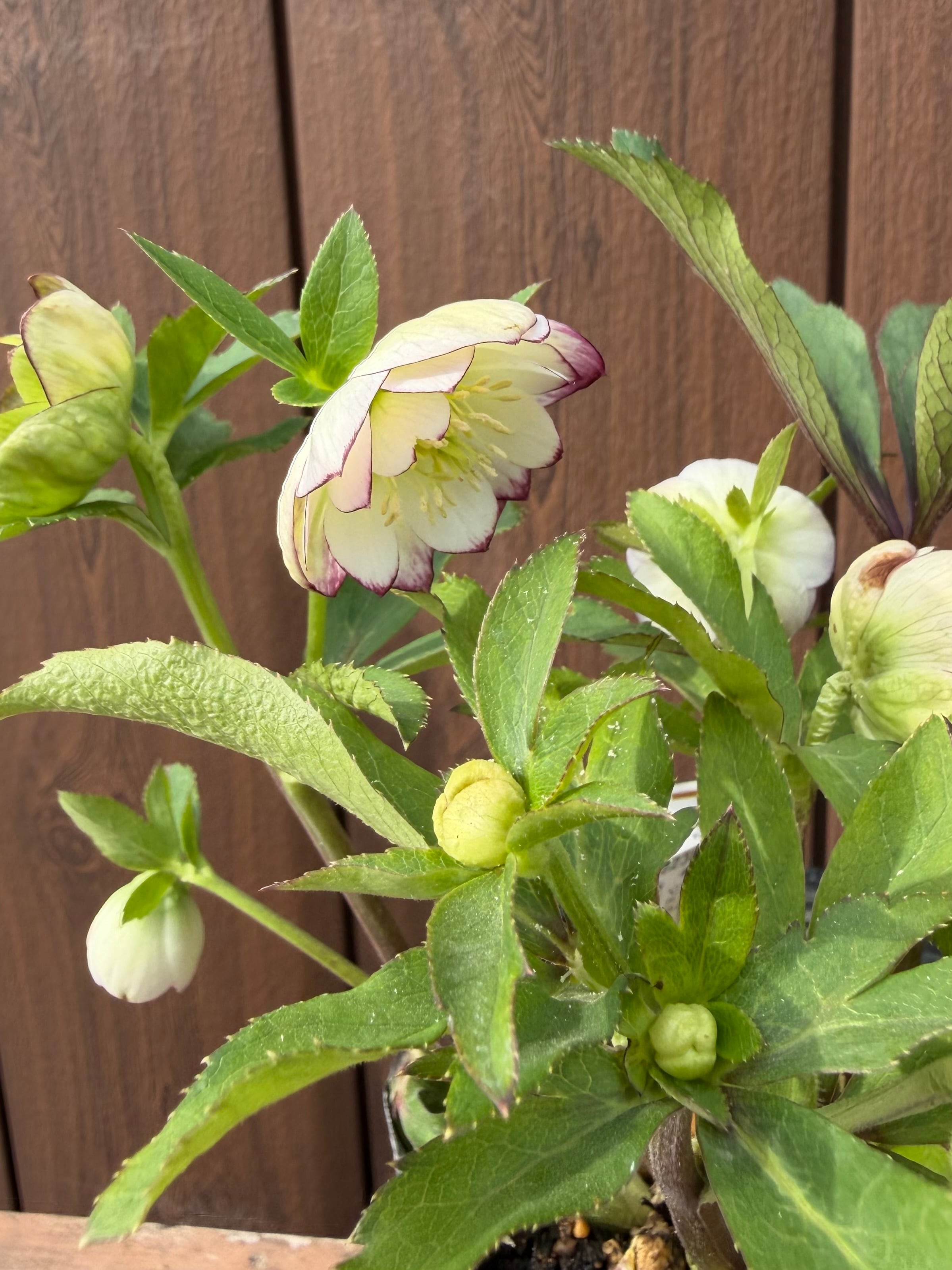 レッドエンジェル 加藤農園 クリスマスローズ【Ka16】送料無料