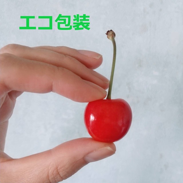 自然栽培 エコ包装 さくらんぼ 佐藤錦 500g 農薬不使用 南アルプスのオリーブ畑 ながら