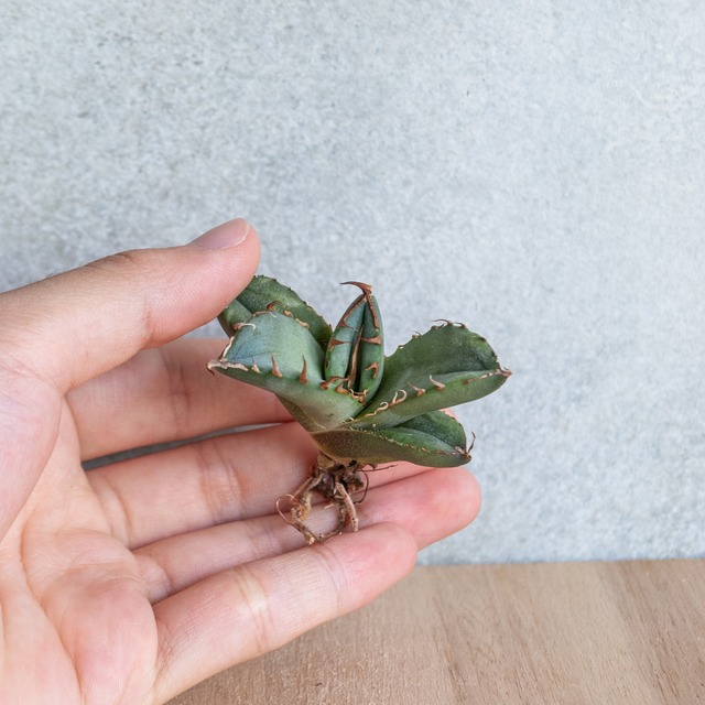 アガベ チタノタ FO-076 コンパクタ from GG No.3