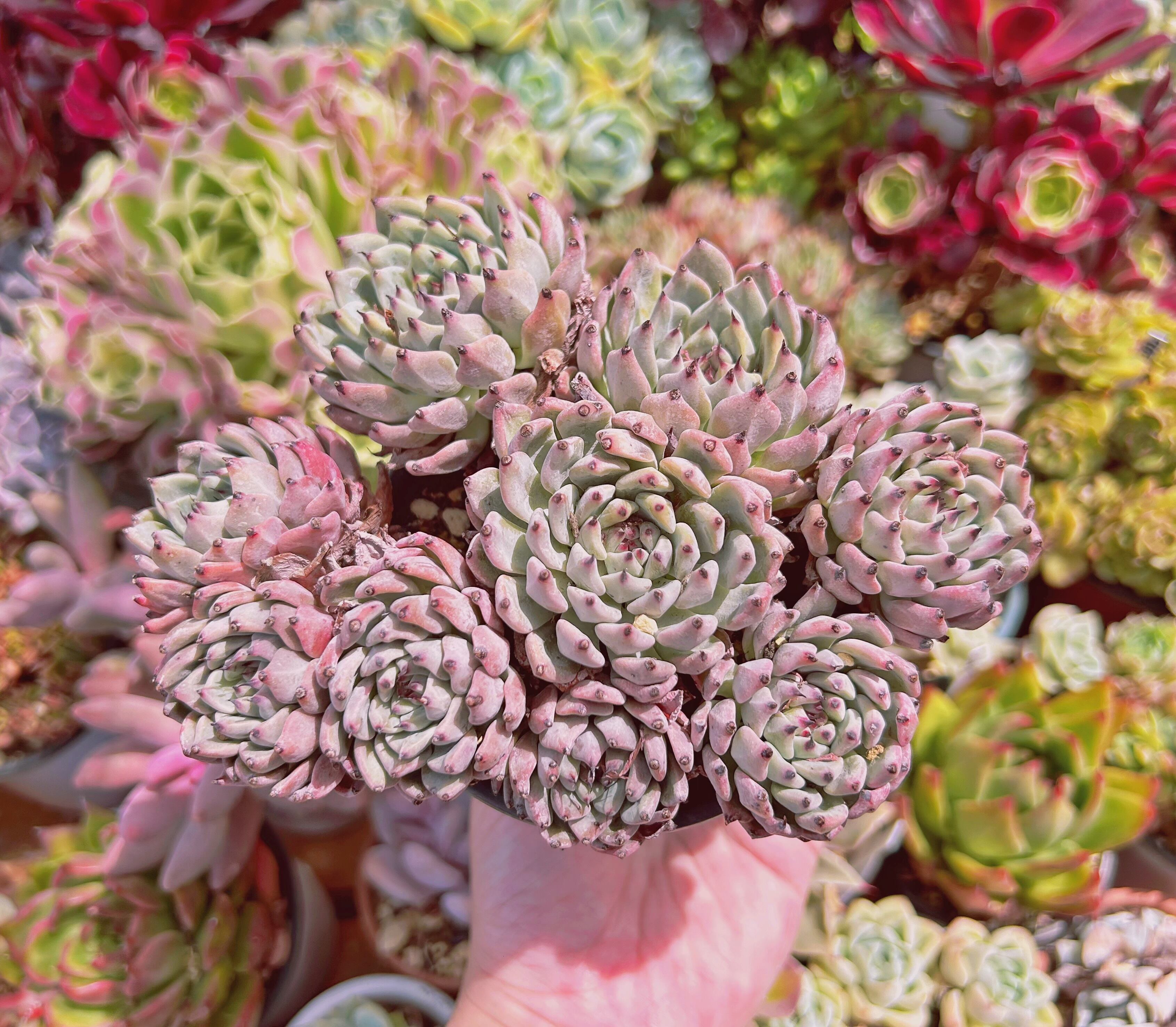 #276現物　多肉植物　ザラゴーサ　特特大