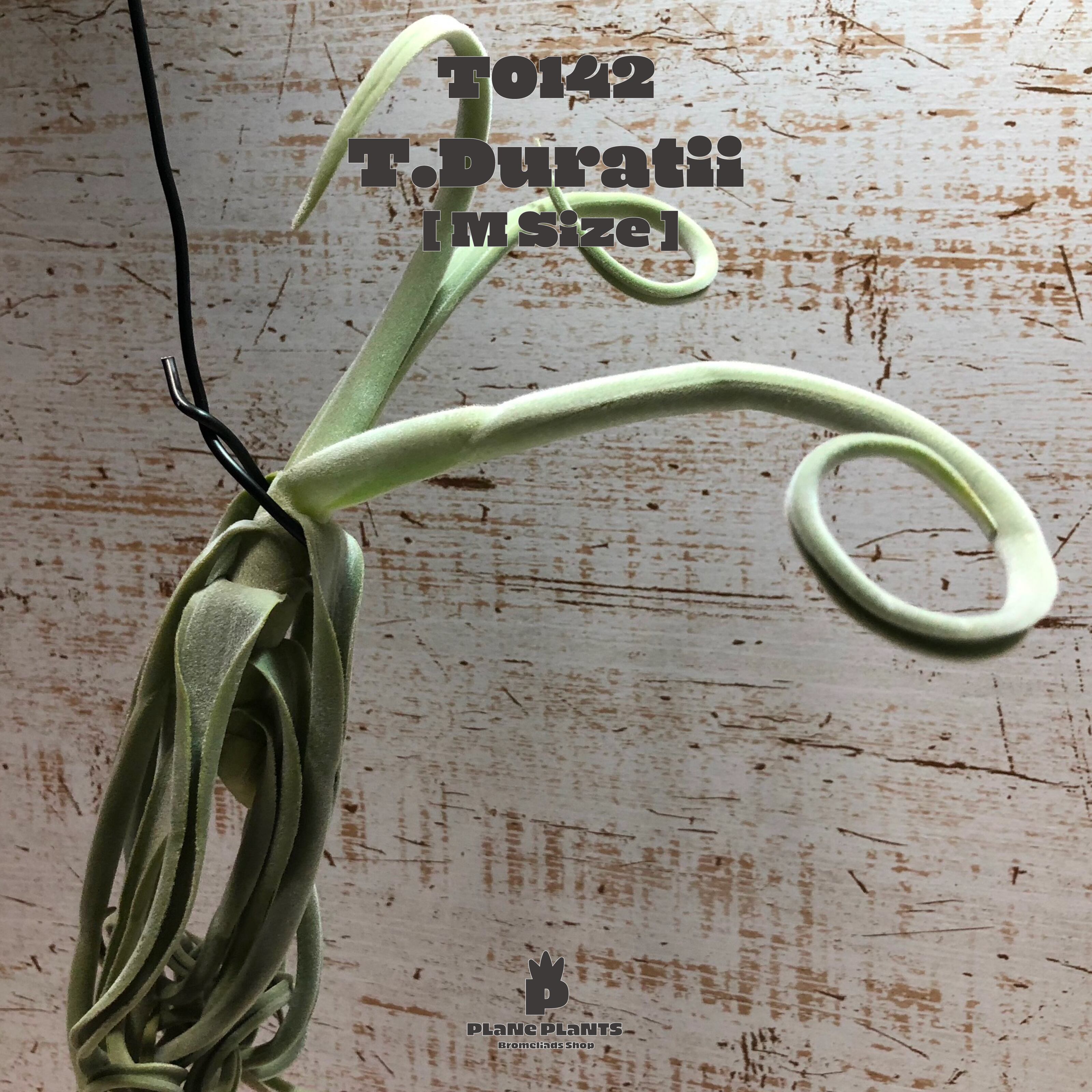 【送料無料】ドゥラティM〔エアプランツ〕現品発送T0142