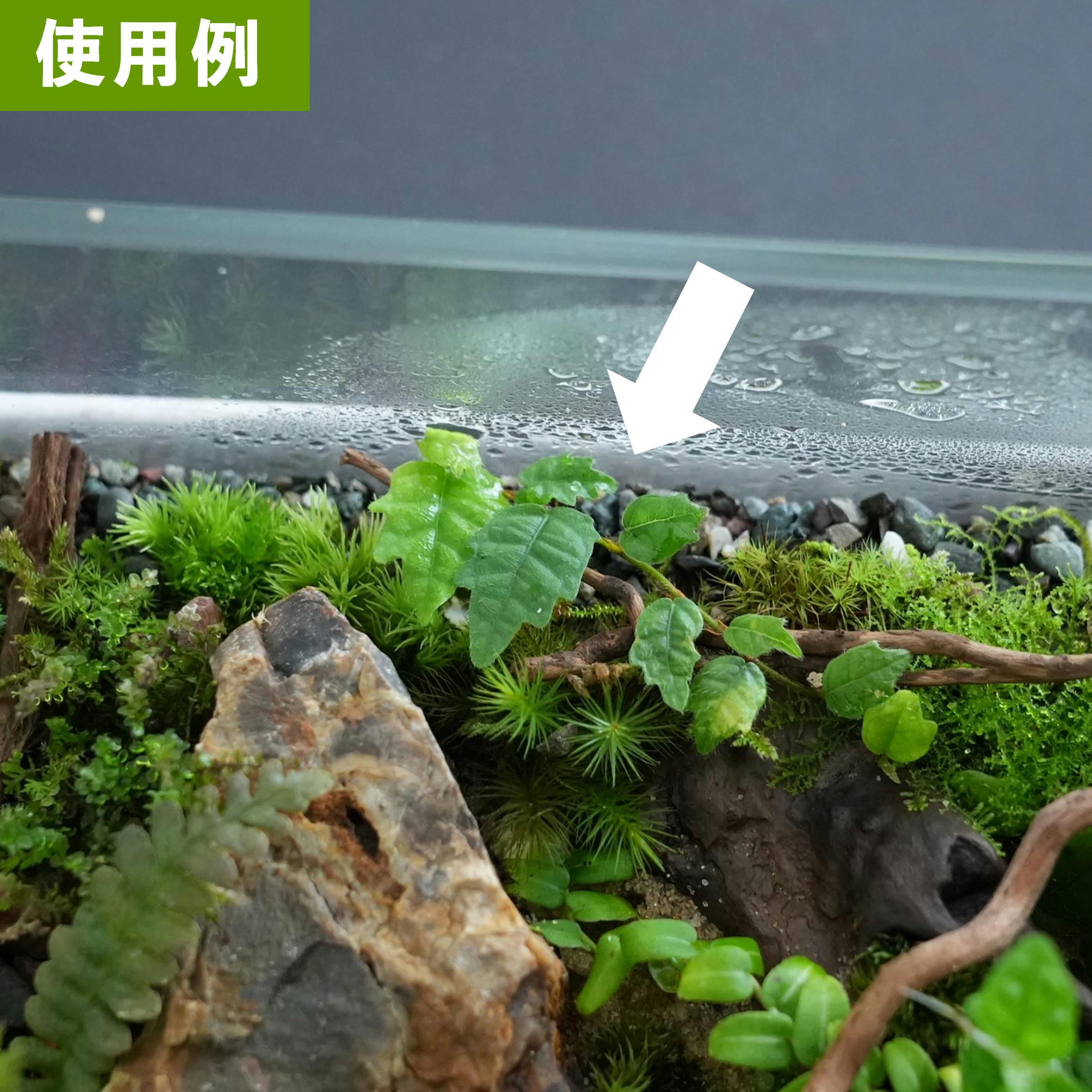 沖縄本島産ヒメイタビ Ficus thunbergii ｜苔テラリウム作製用素材