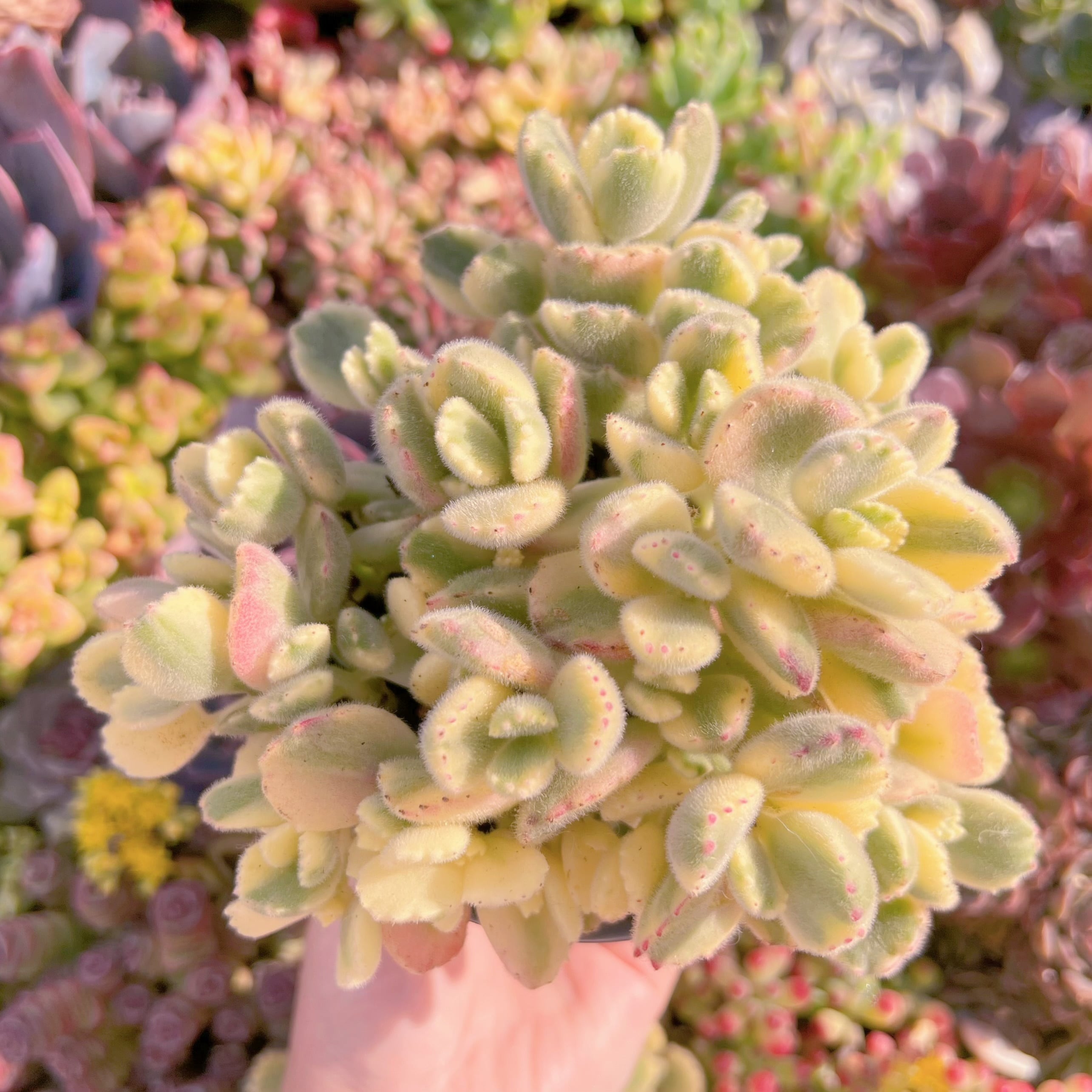 現品　白熊#M246　大群生　新入荷　るる農園