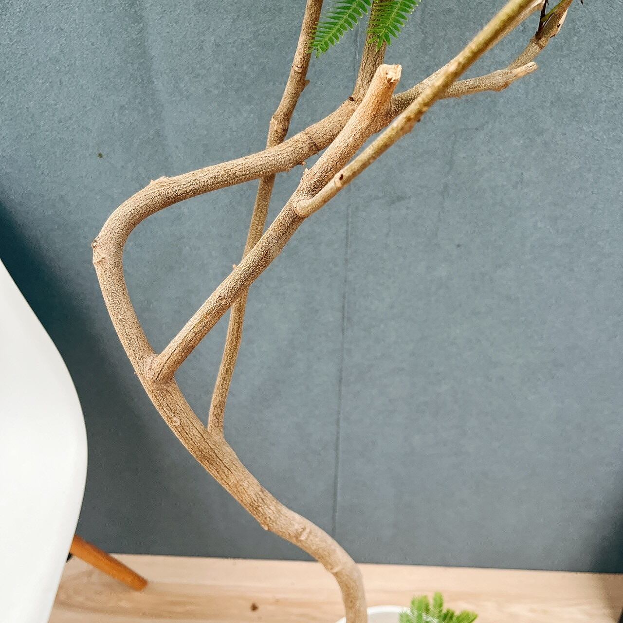 現品］5番 エバーフレッシュ 曲がり 8号 観葉植物 室内 大型 人気