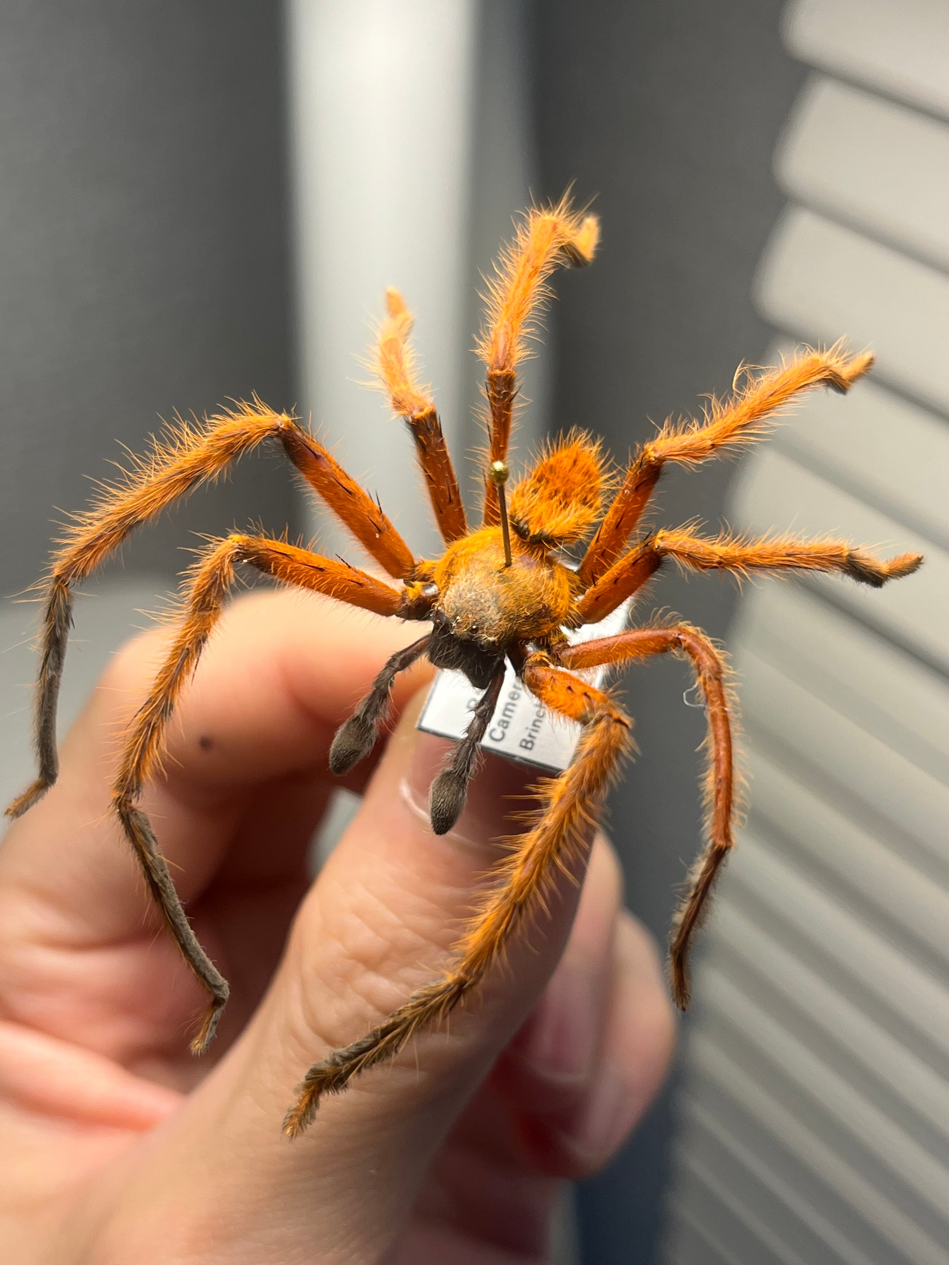 チャイニーズトラップドアスパイダー LS3cm程 ムカデタランチュラ