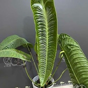 アンスリウム・ベイチー / Anthurium Veitchii / 観葉植物⑪