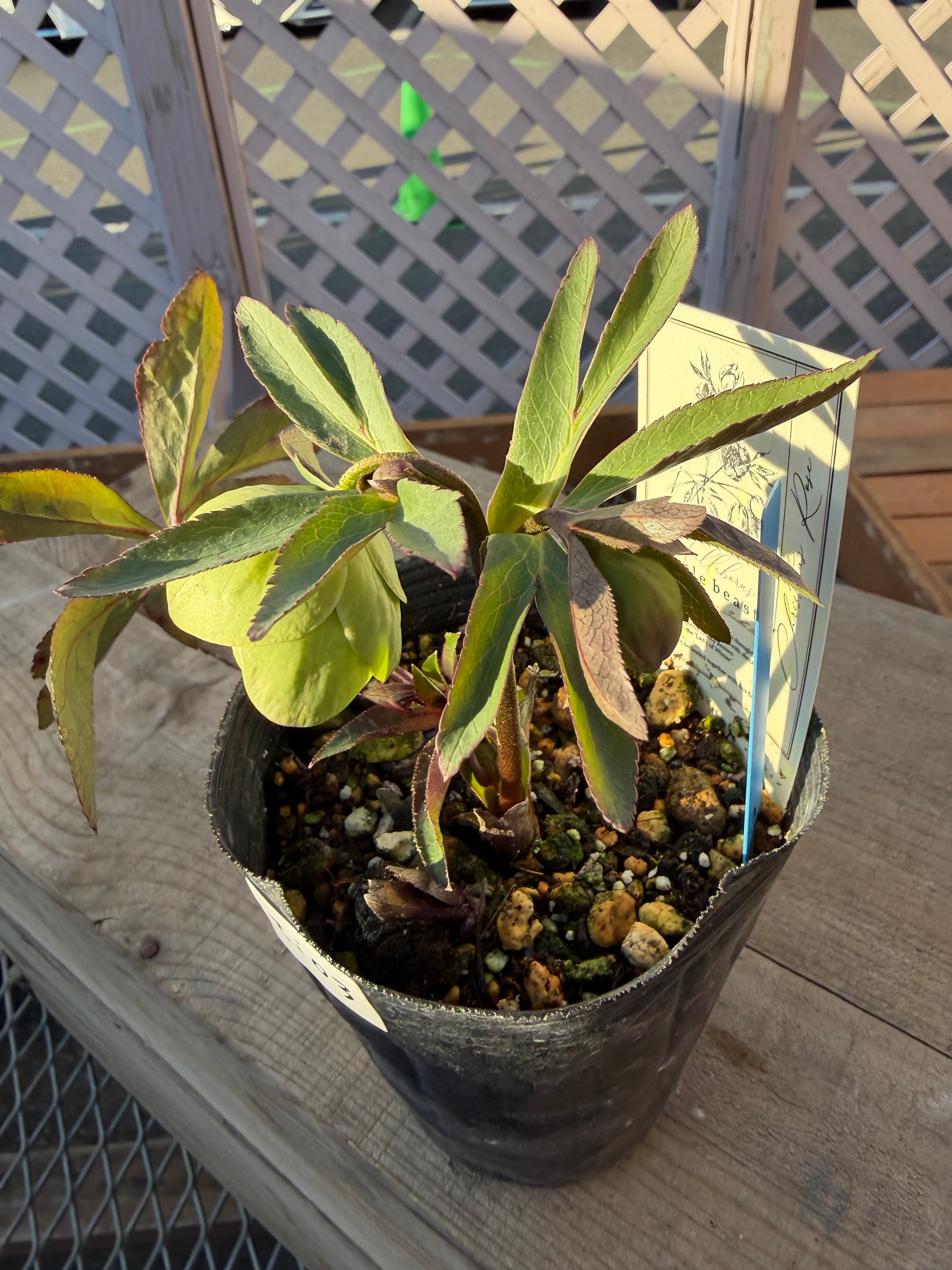 リトルビーストファントム デュメトラム系 高橋育苗 クリスマスローズ