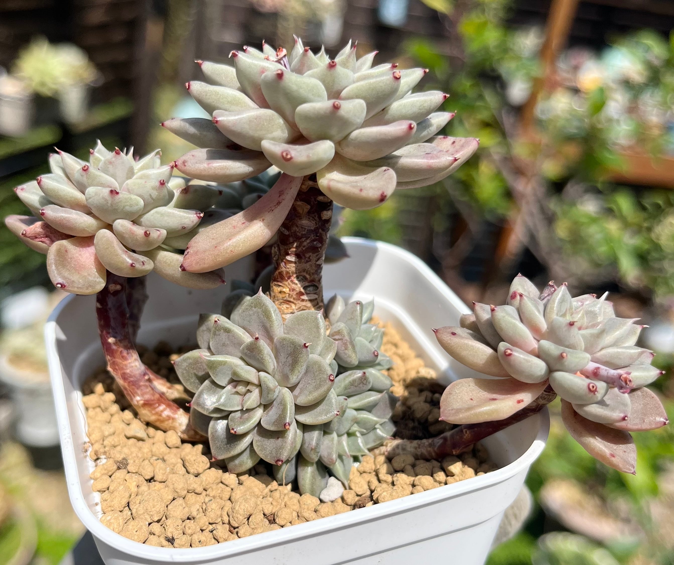 多肉植物 エルメス 韓国苗 【公式通販】