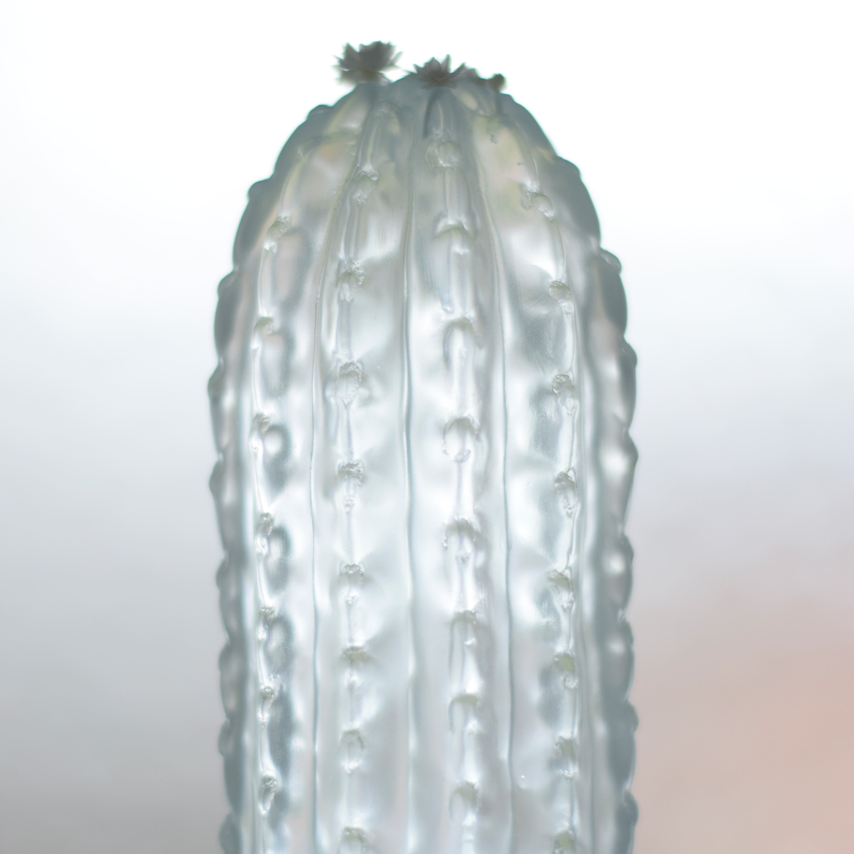 water cactus 柱サボテン寄せ植え | Sabotensi