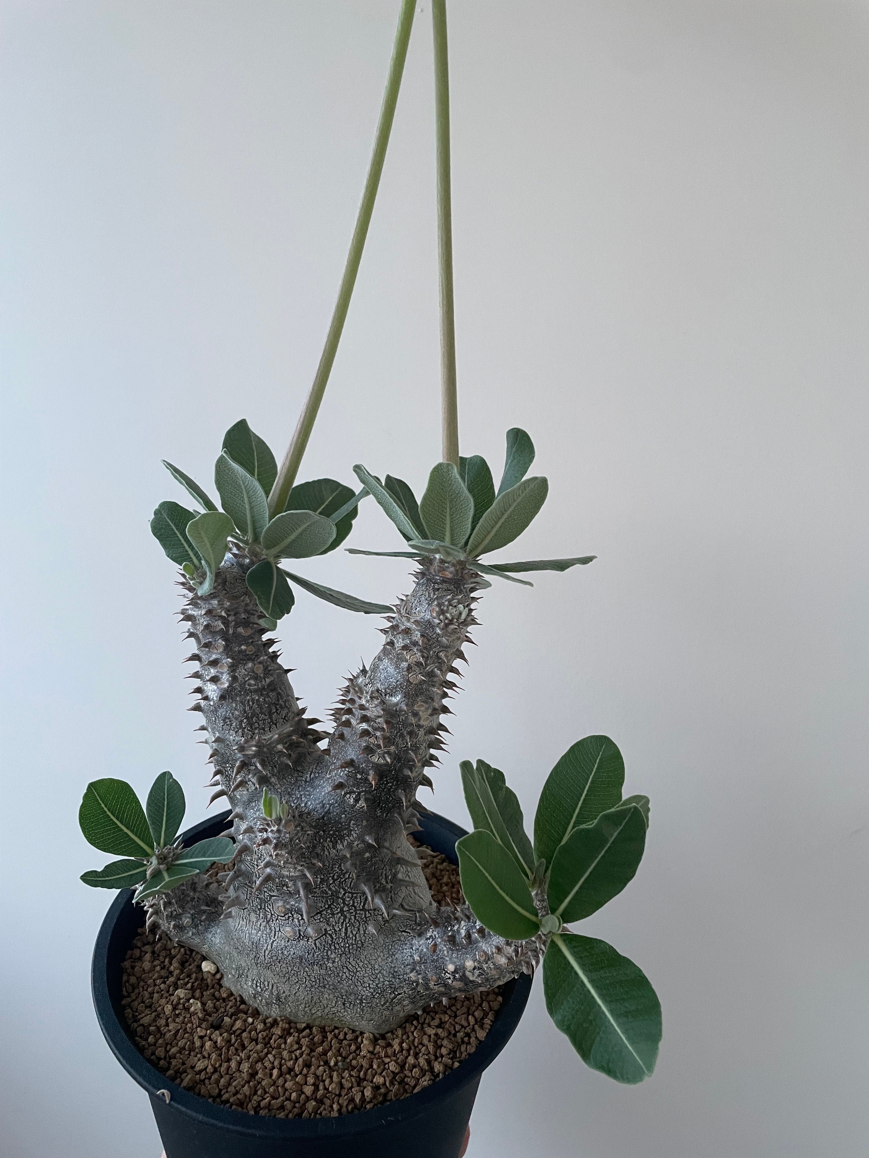 極上品】Pachypodium Tackyi【一流ナーセリーの親株クラス