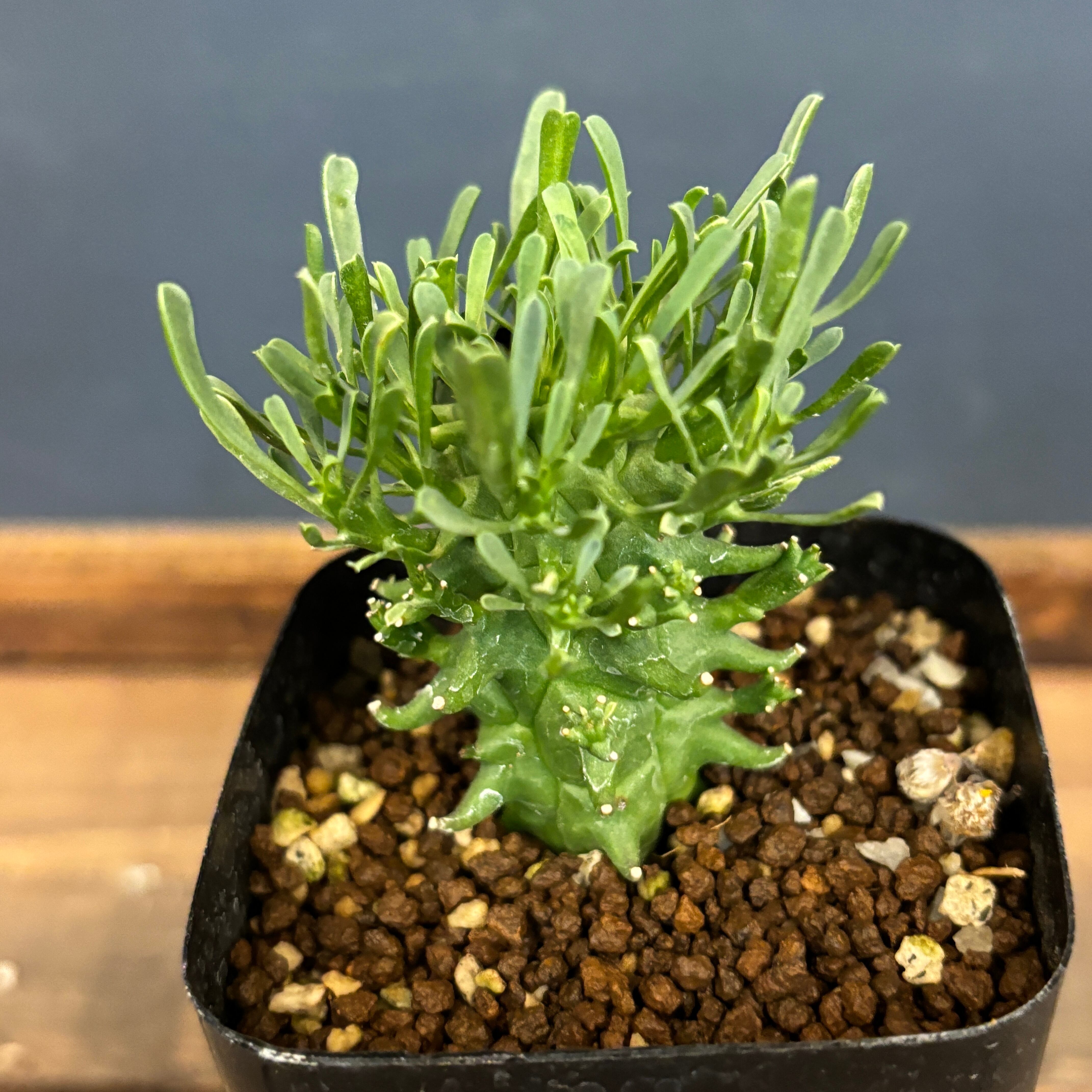 専用ページ　武倫柱　ブリンチュウ2苗抜き苗 武倫柱 ブリンチュウ ② 2苗抜き苗