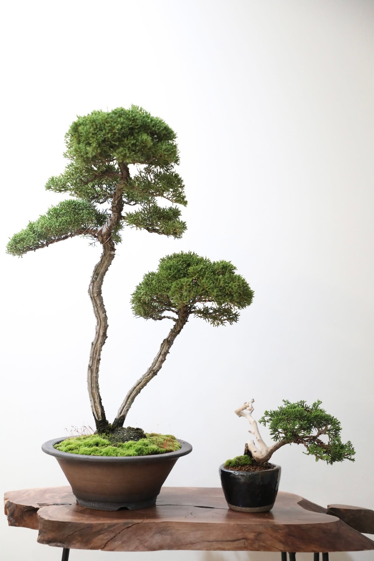 S】糸魚川真柏 盆栽/Juniper Shimpaku ※樹齢15年 | 【厳選植物 S】糸魚川真柏 盆栽/Juniper Shimpaku ※樹齢15年 | 【厳選植物