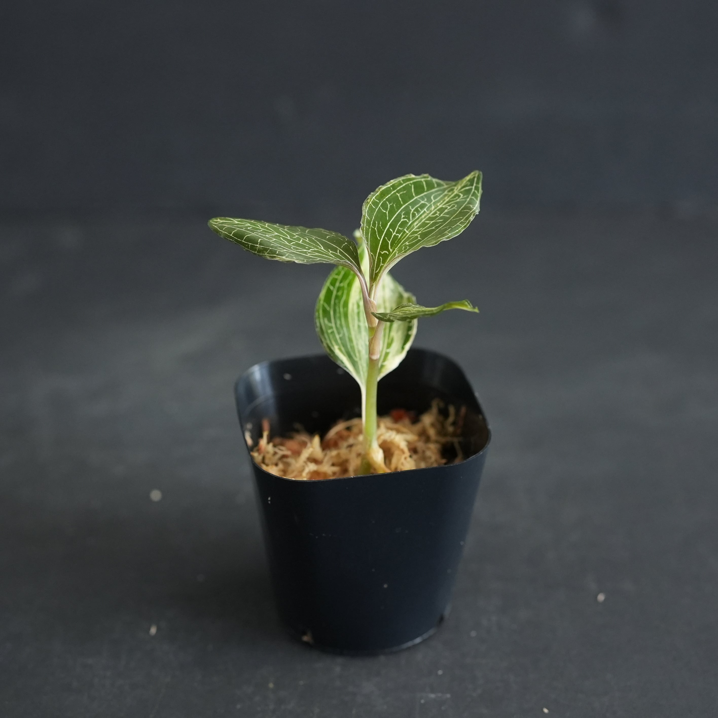 ◇現品◇Anoectochilus roxburghii 'Nail' 斑入り【ジュエルオーキッド
