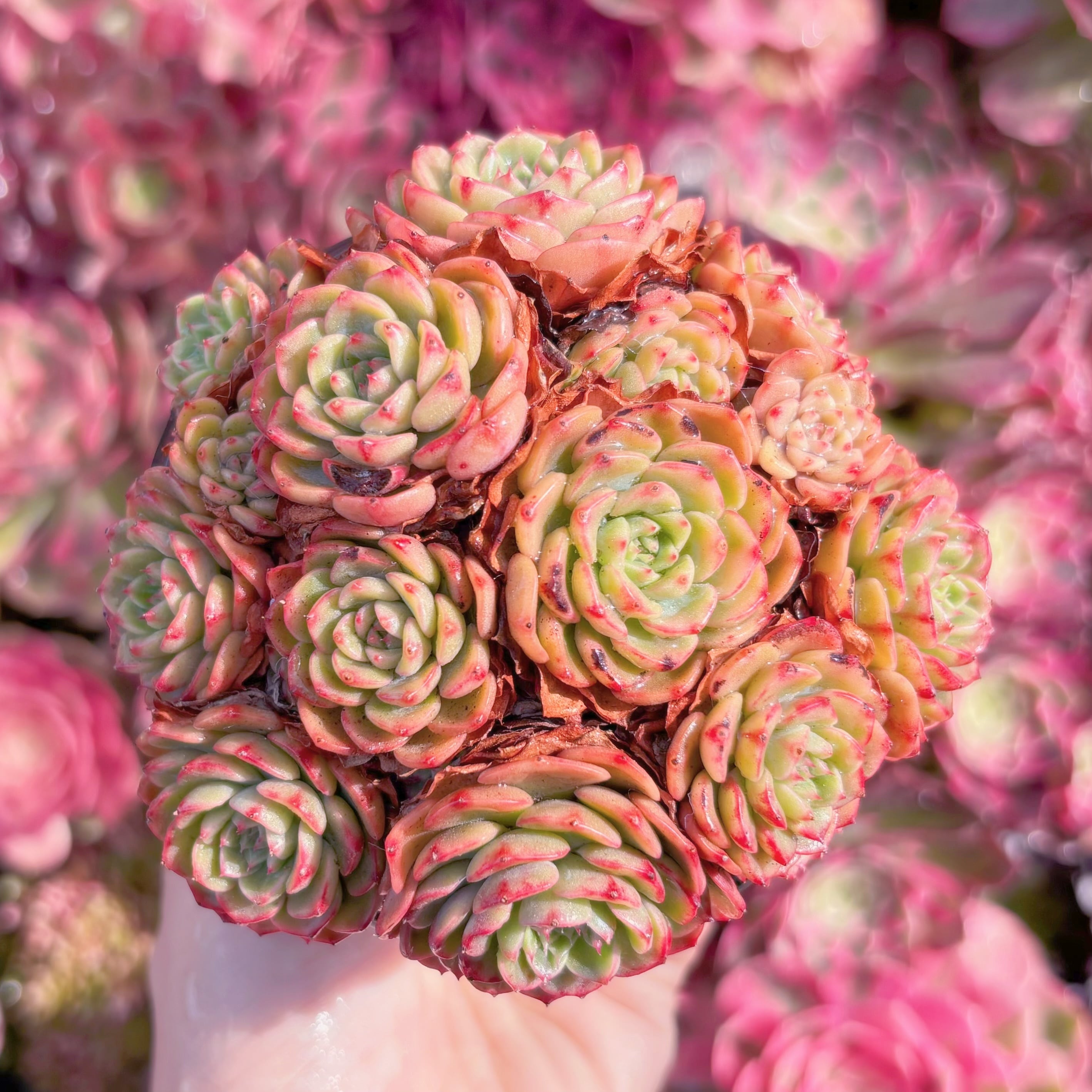 現品　シュガーベイビー#K443   群生　新入荷　るる農園