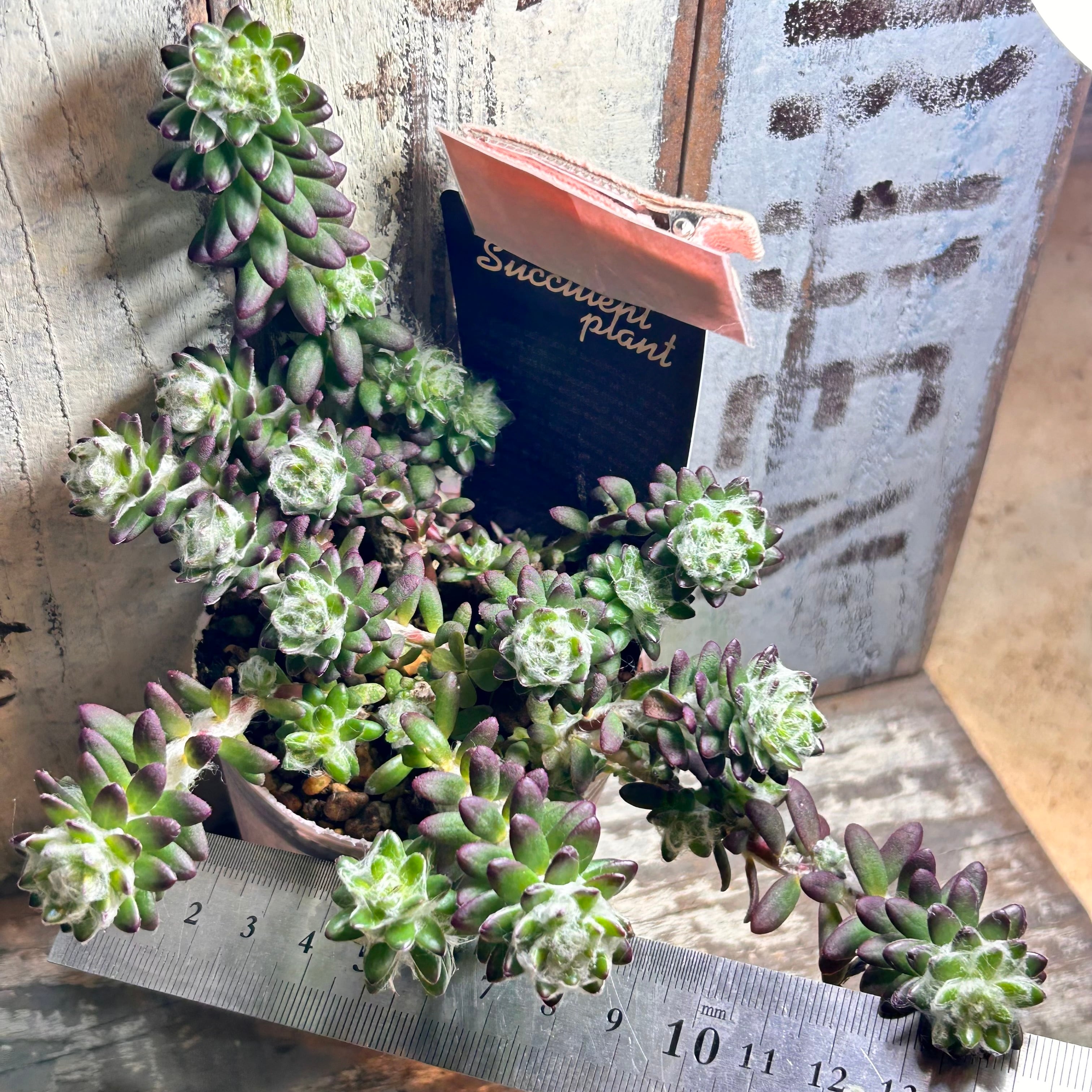 H)ウェルデルマニー | RuPo 多肉植物専門店