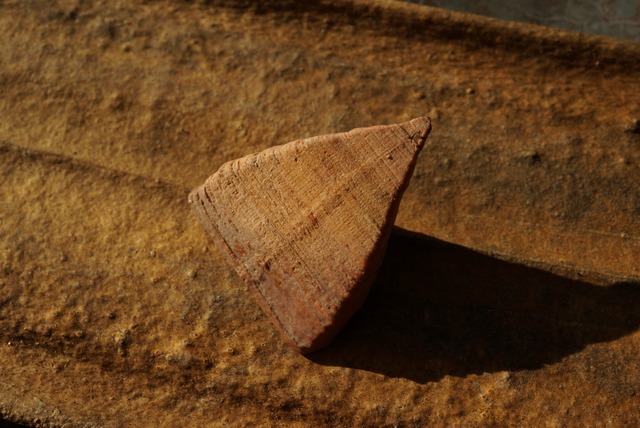 モロッコ産四放サンゴ化石 Calceola sandalina 1529