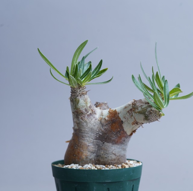 パキポディウム イノピナツム no. 20〈発根済み〉