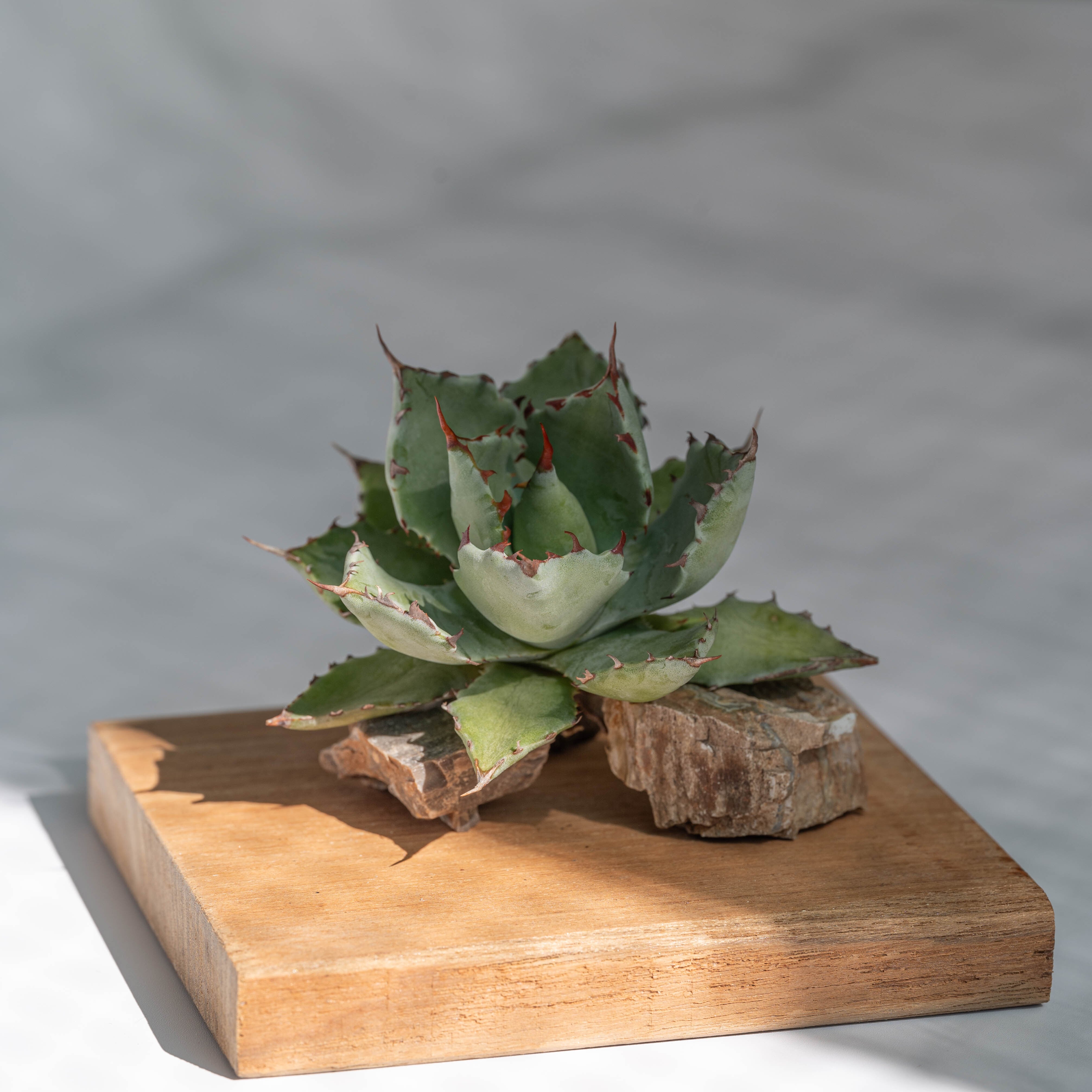 アガベ 蠍蟹B (ヒメサソリガニ) No.9 | Agave Rocon