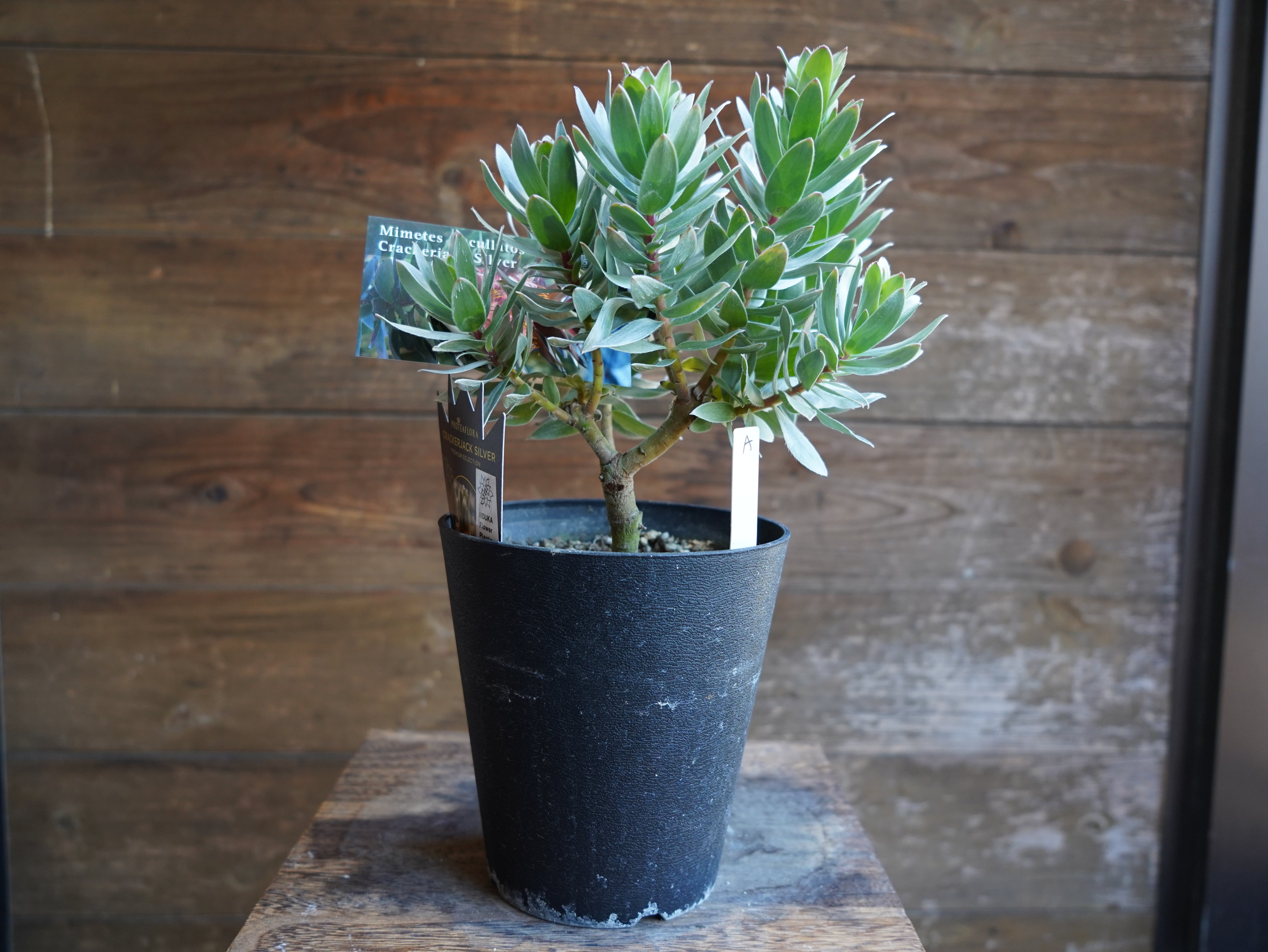 【現物】ミメテス　”クラッカージャックシルバー”　A