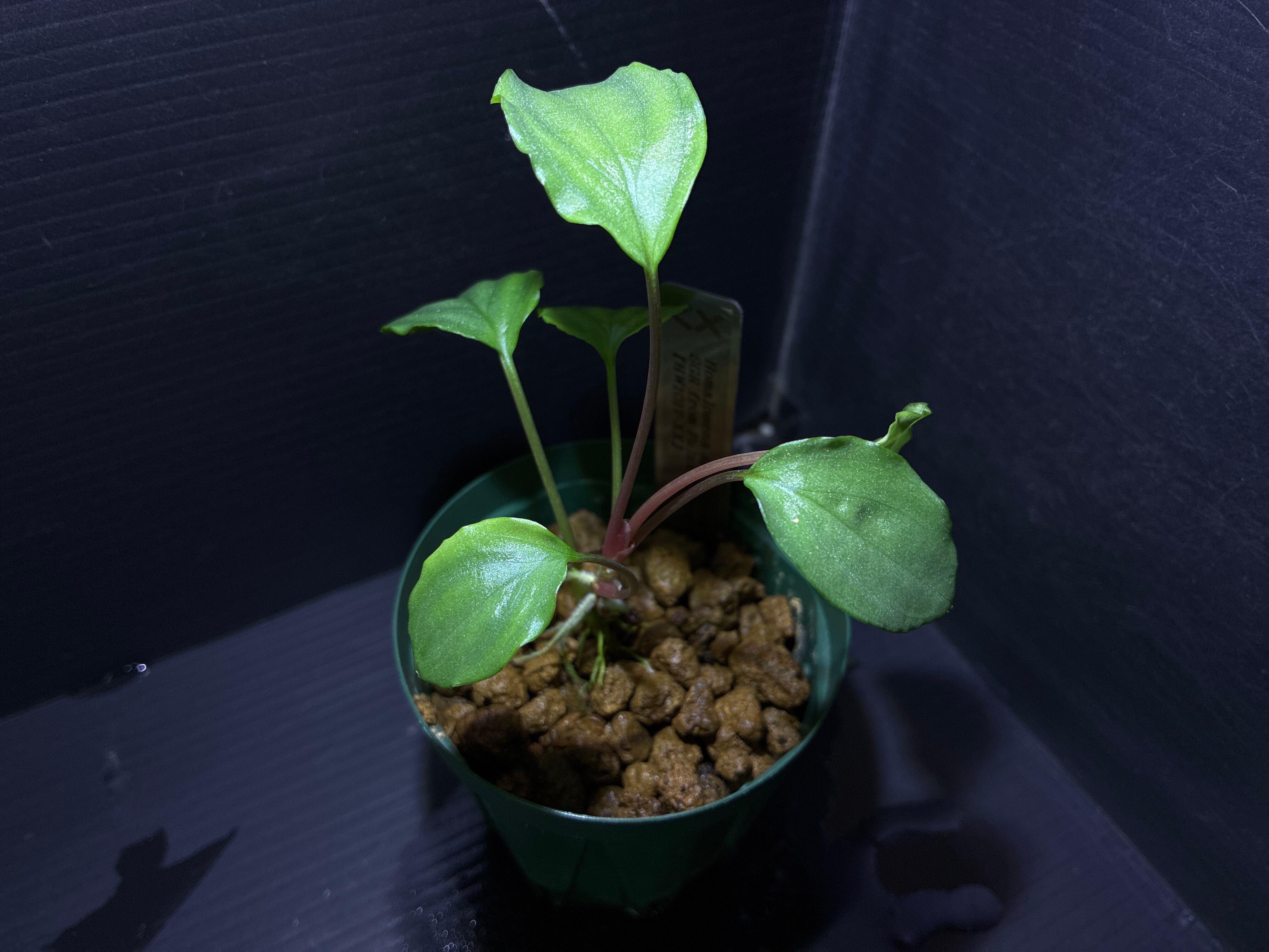 Homalomena sp. Mamasa 