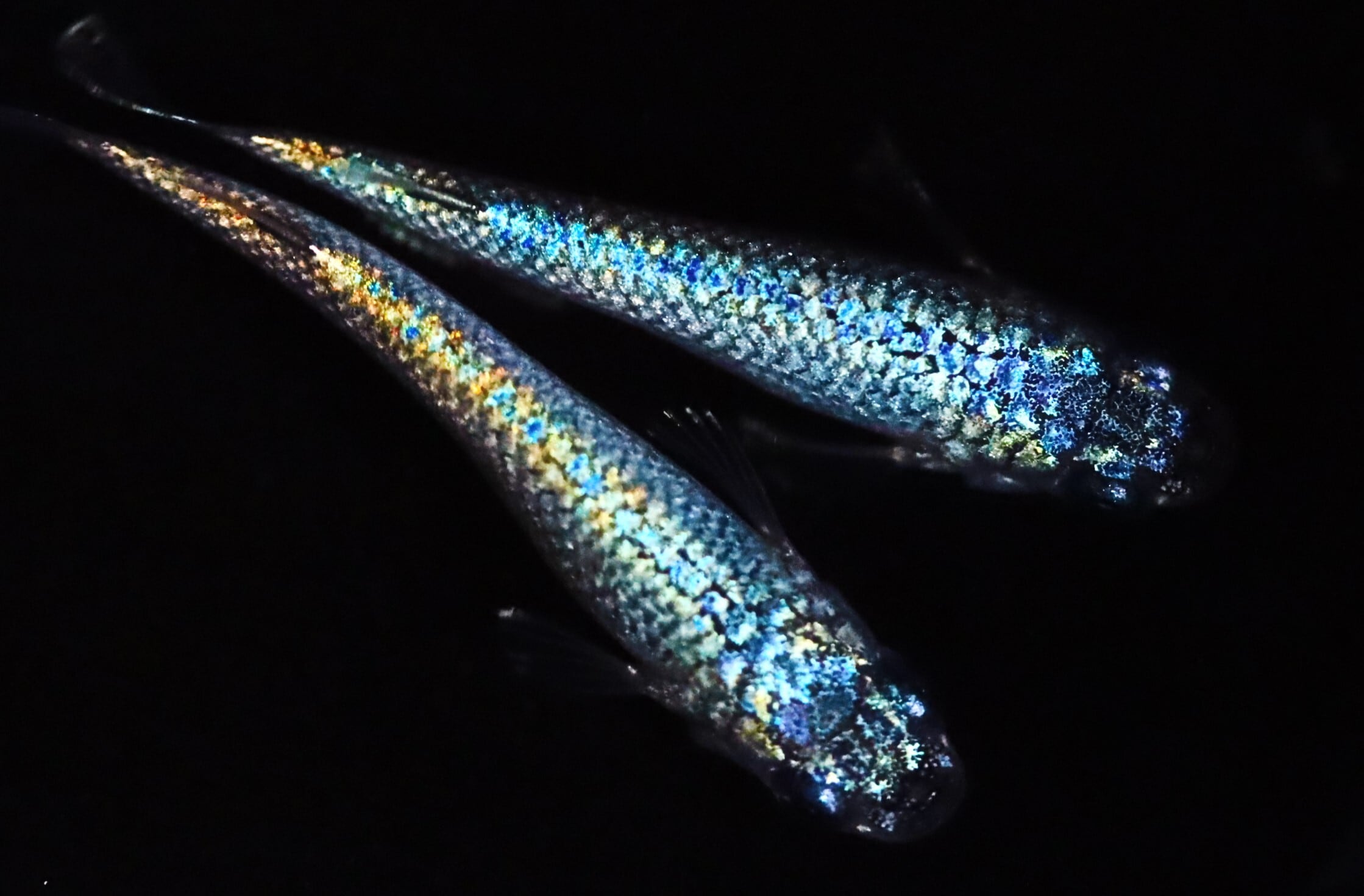 丸長メダカ オ9 ネプチューンダルマ 種親クラス 若魚 4匹